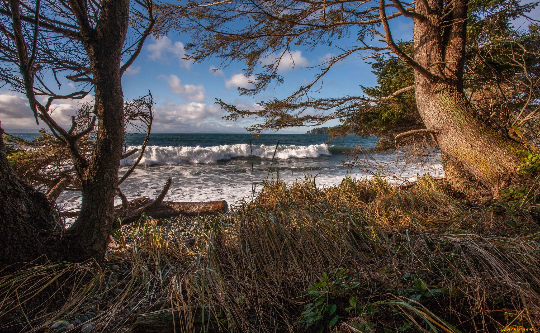 природа, побережье, волны, лес, берег