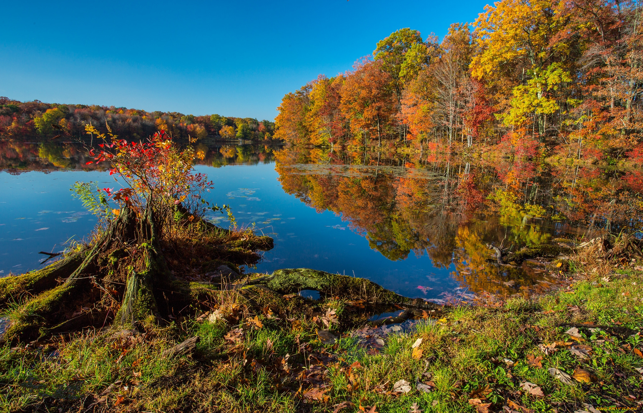 природа, реки, озера, река, лес