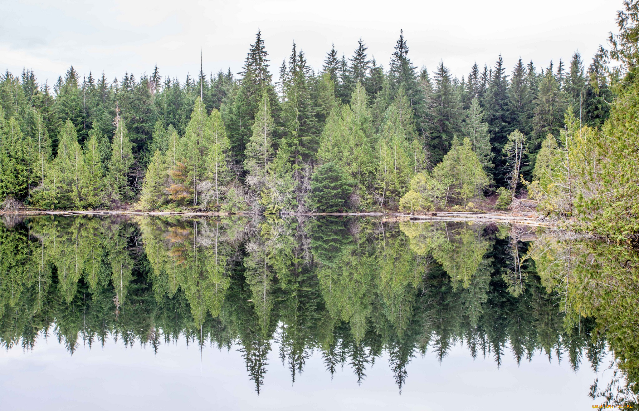 природа, реки, озера, река, лес