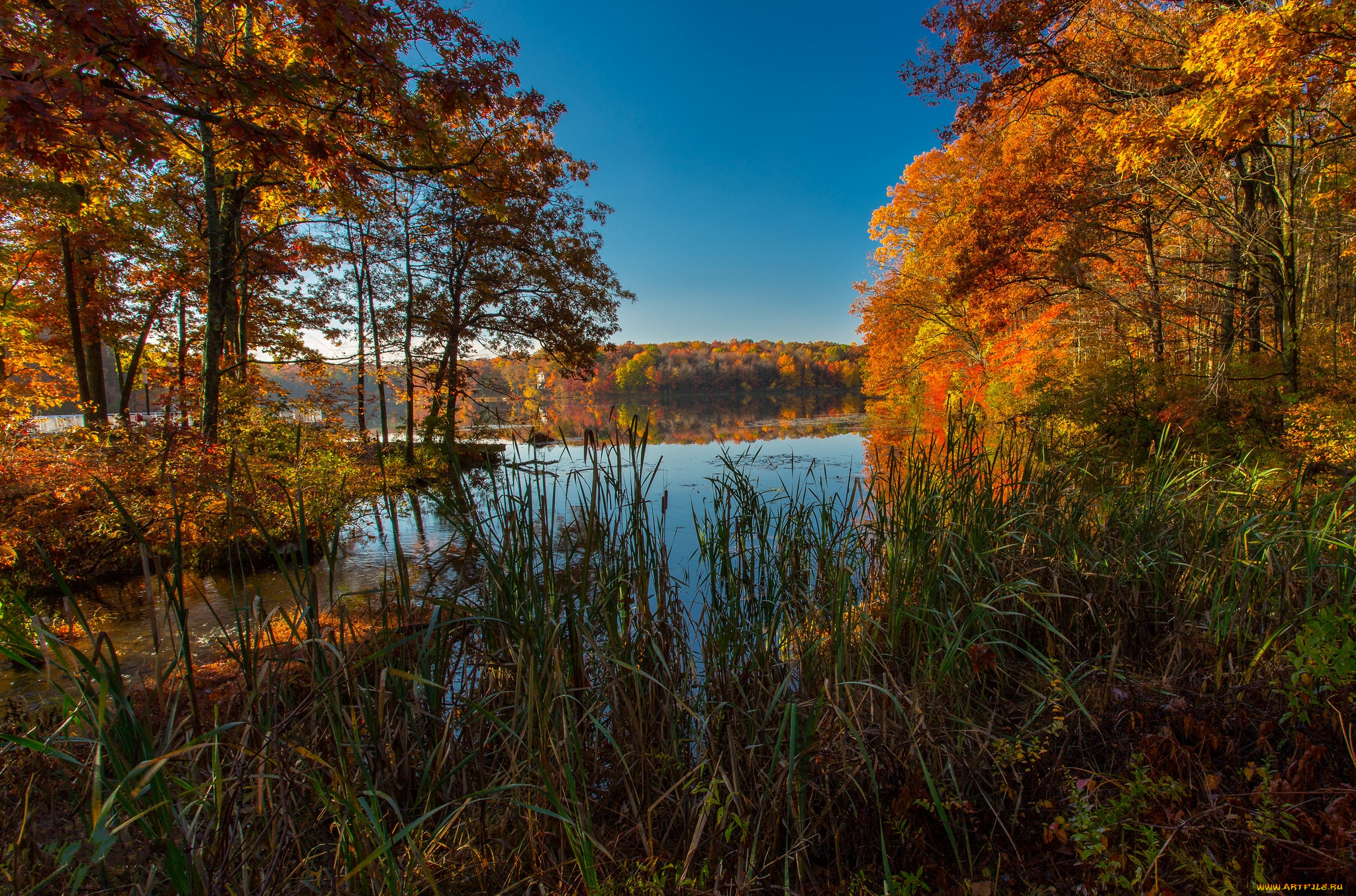 природа, реки, озера, река, лес