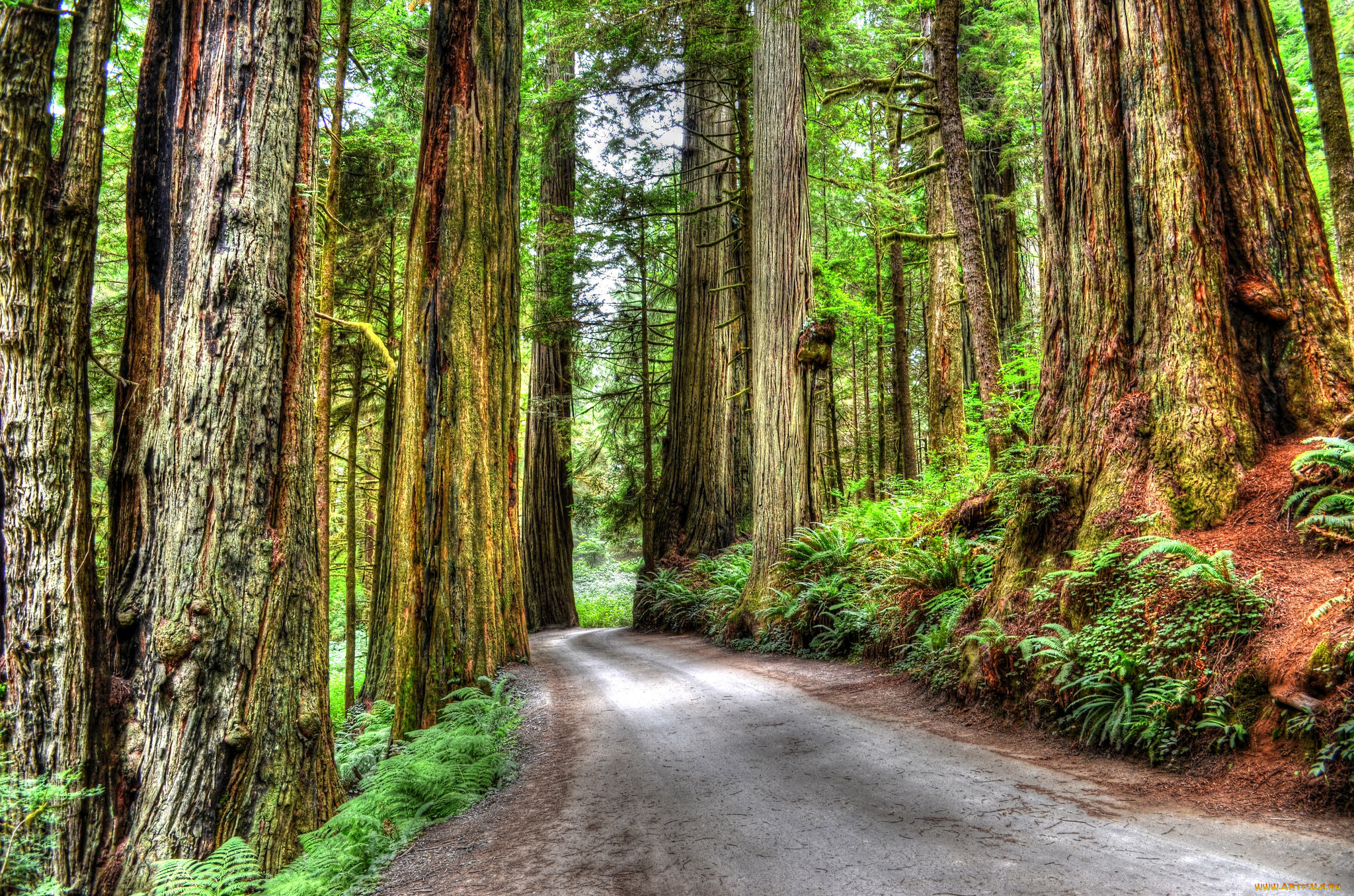 природа, дороги, дорога, лес