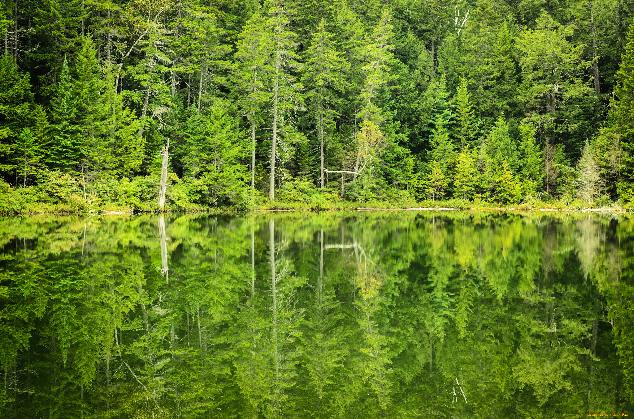 природа, реки, озера, лес, деревья, отражение, озеро
