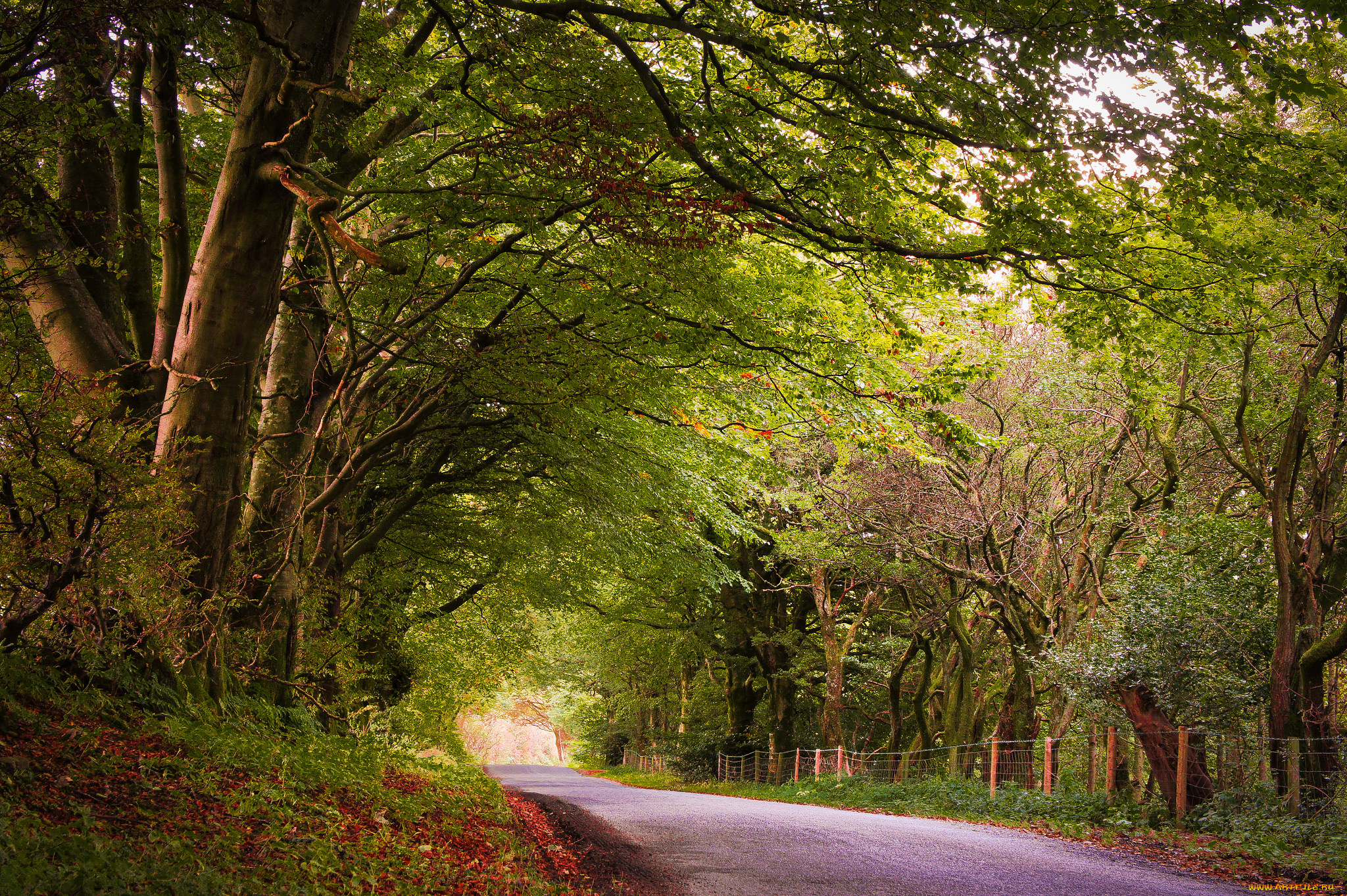 природа, дороги, шоссе, аллея