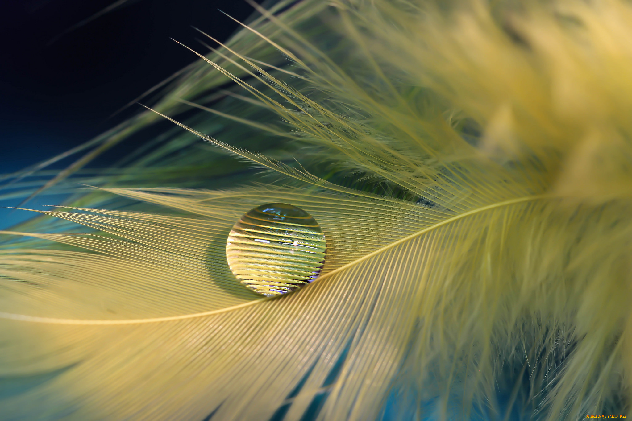 разное, перья, капля, перо, вода