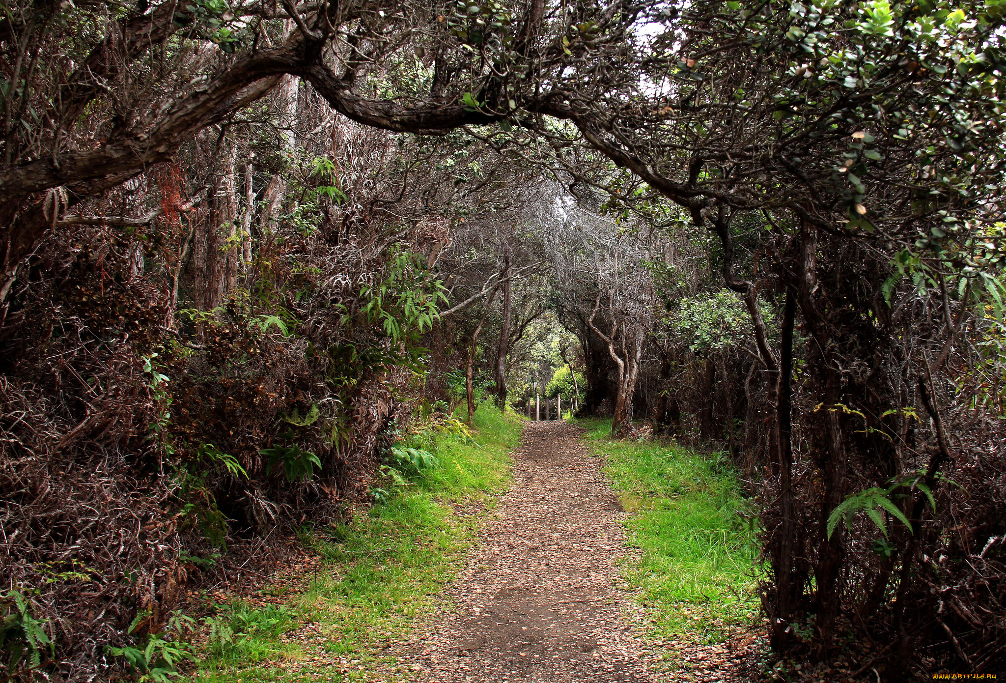 природа, дороги, тропинка, аллея