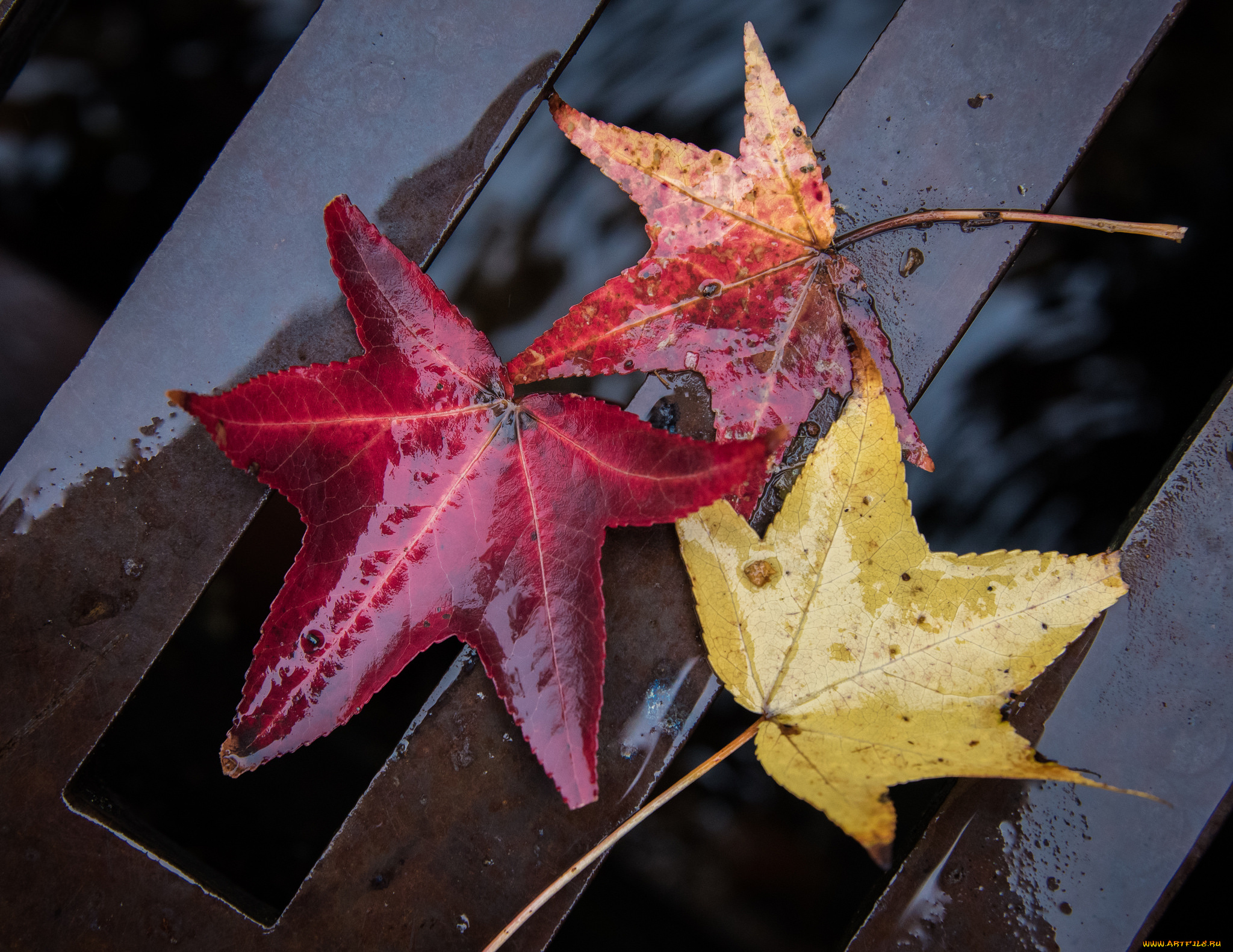 природа, листья, сырость, осень