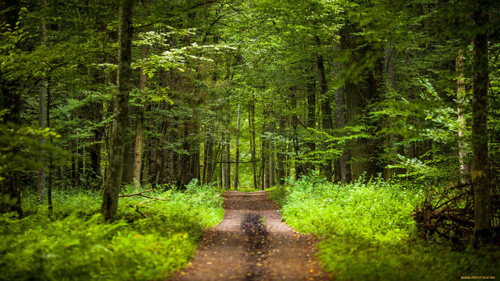 природа, дороги, тракт