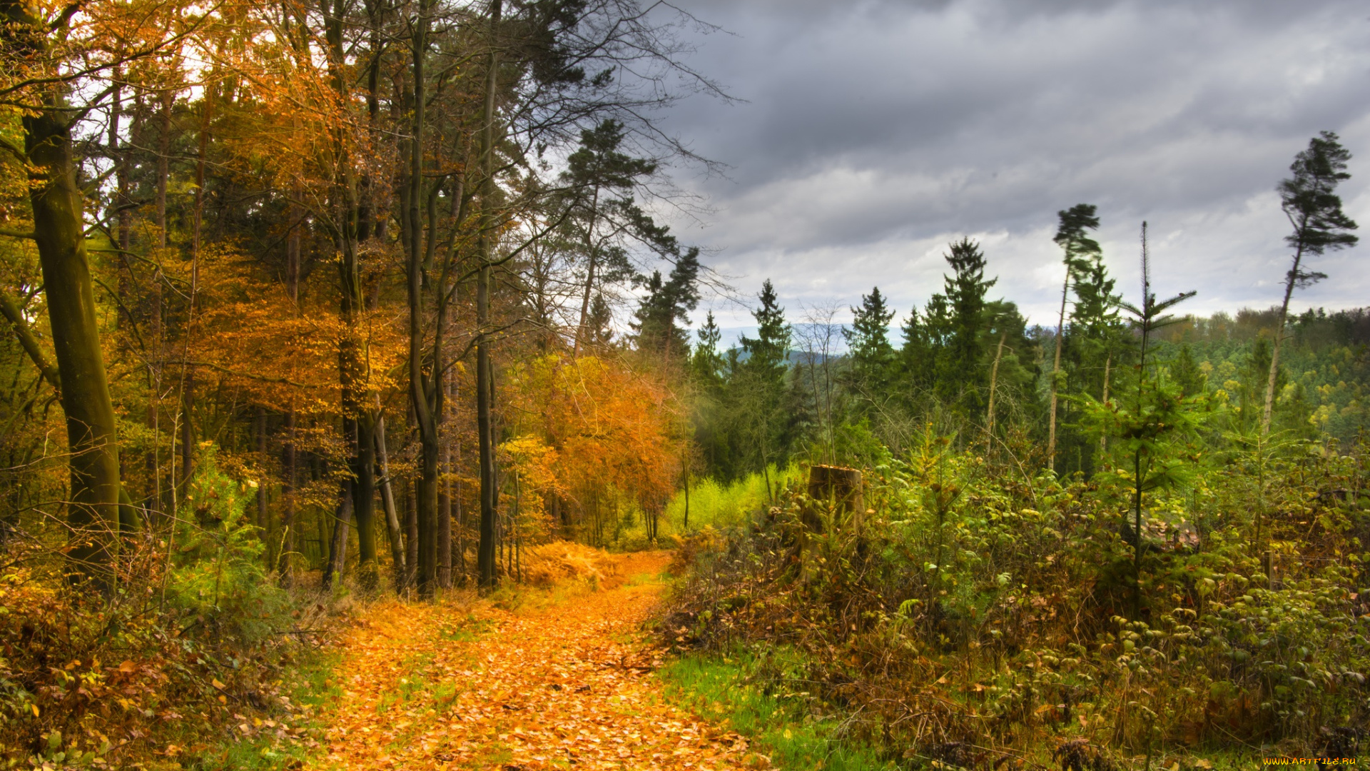 природа, лес, деревья