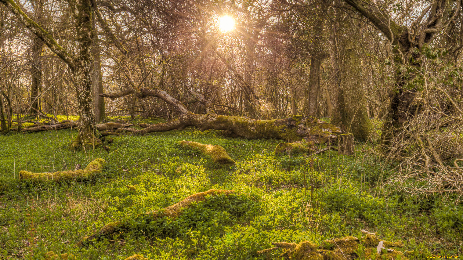 природа, лес, деревья