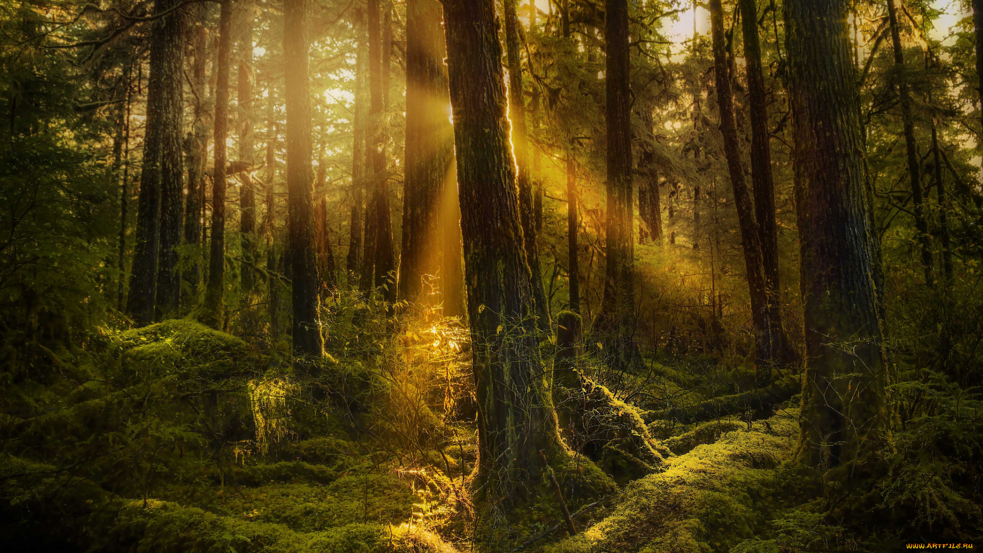 природа, лес, деревья