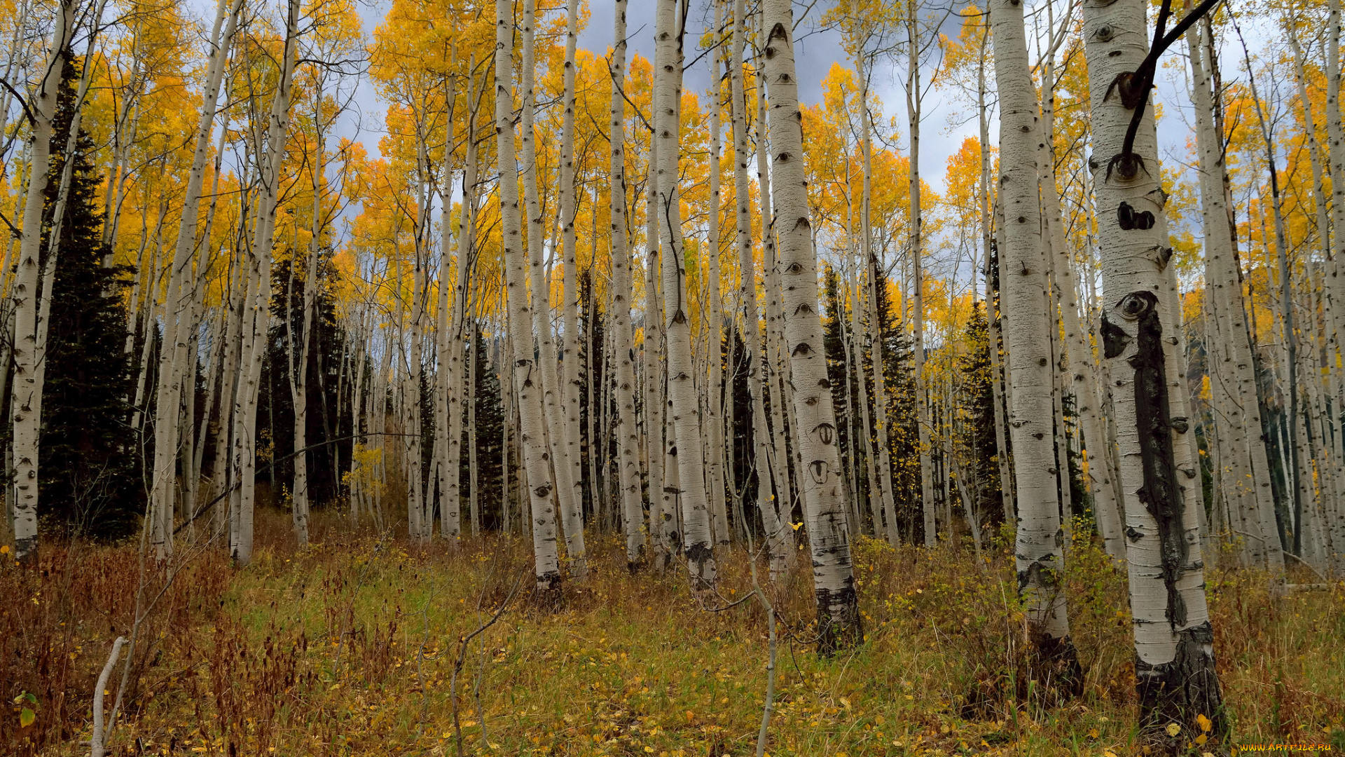 природа, лес, деревья