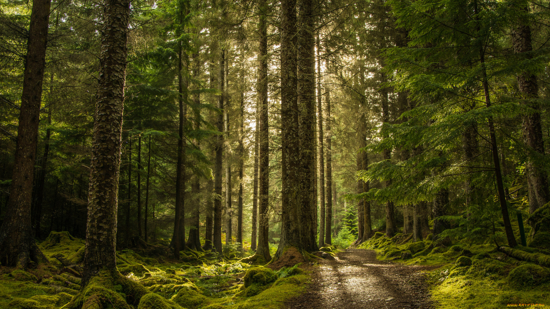 природа, лес, деревья