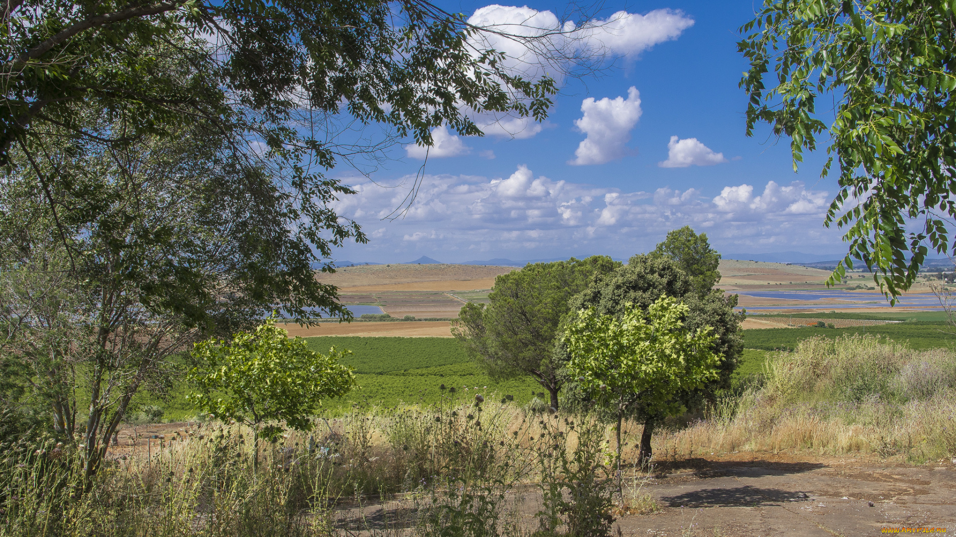 природа, пейзажи, флора