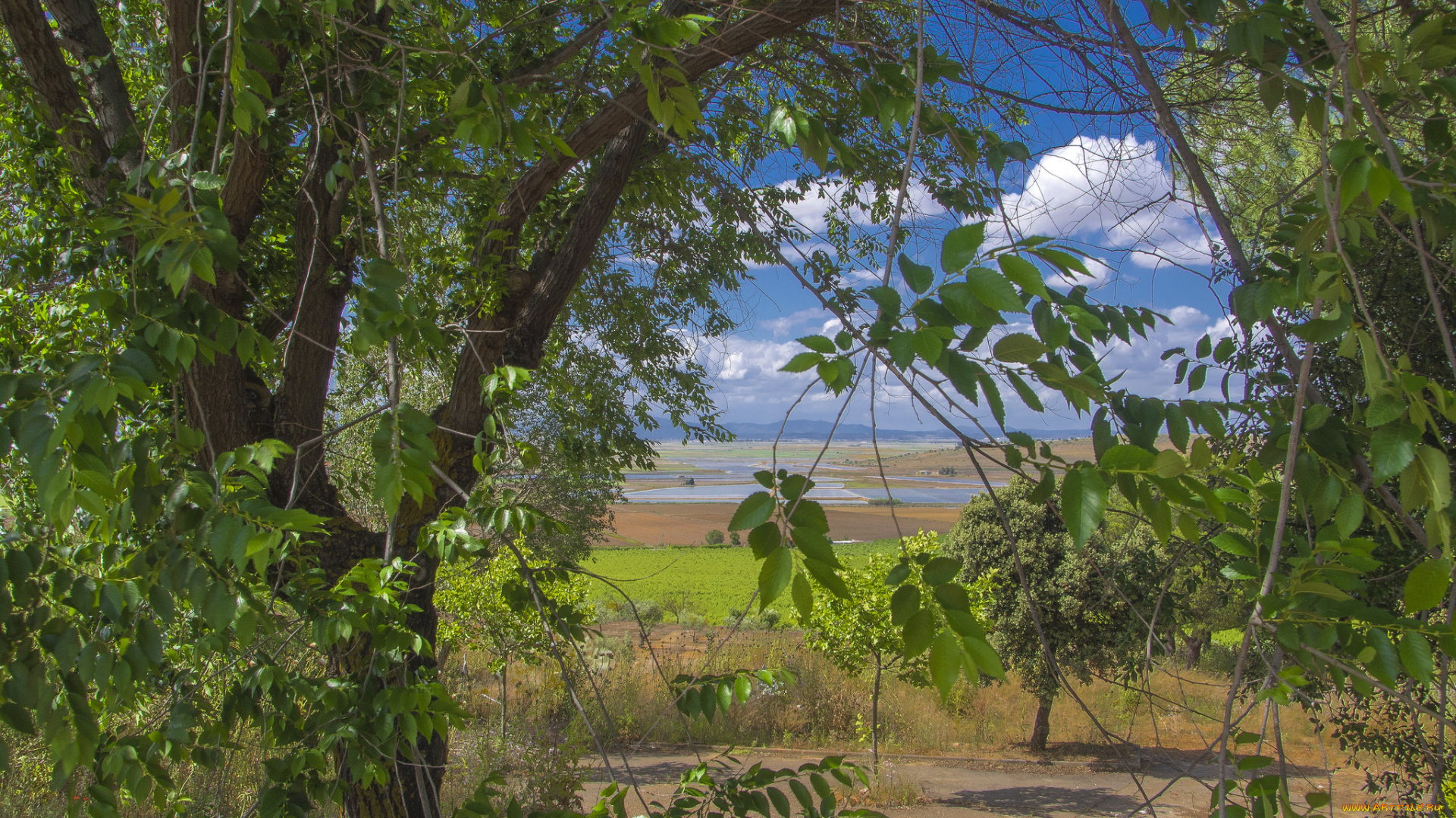 природа, пейзажи, флора