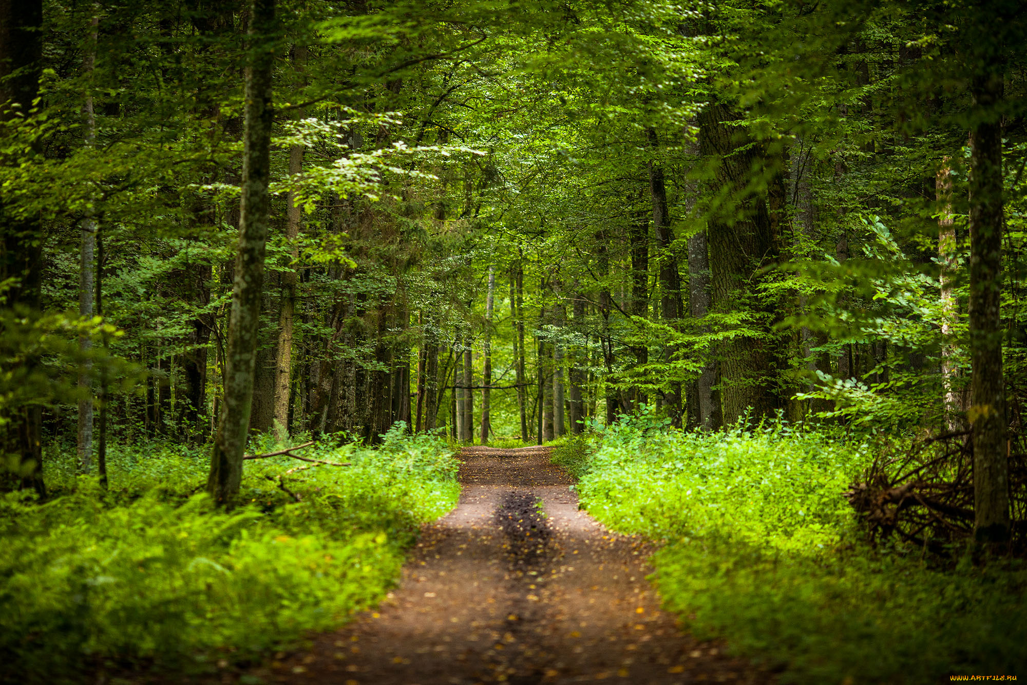 природа, дороги, тракт