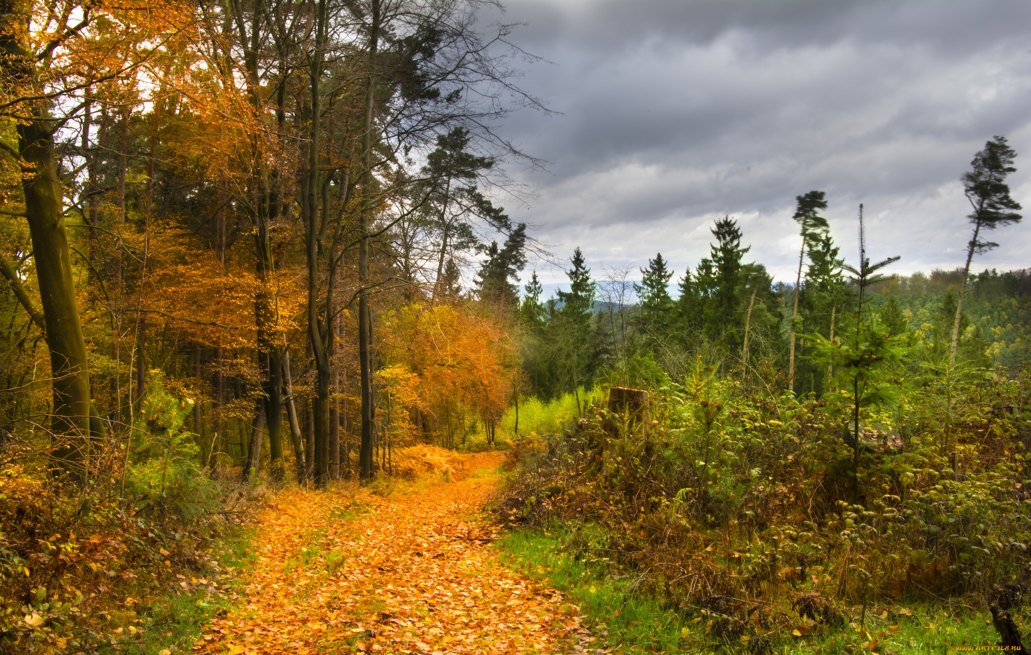 природа, лес, деревья