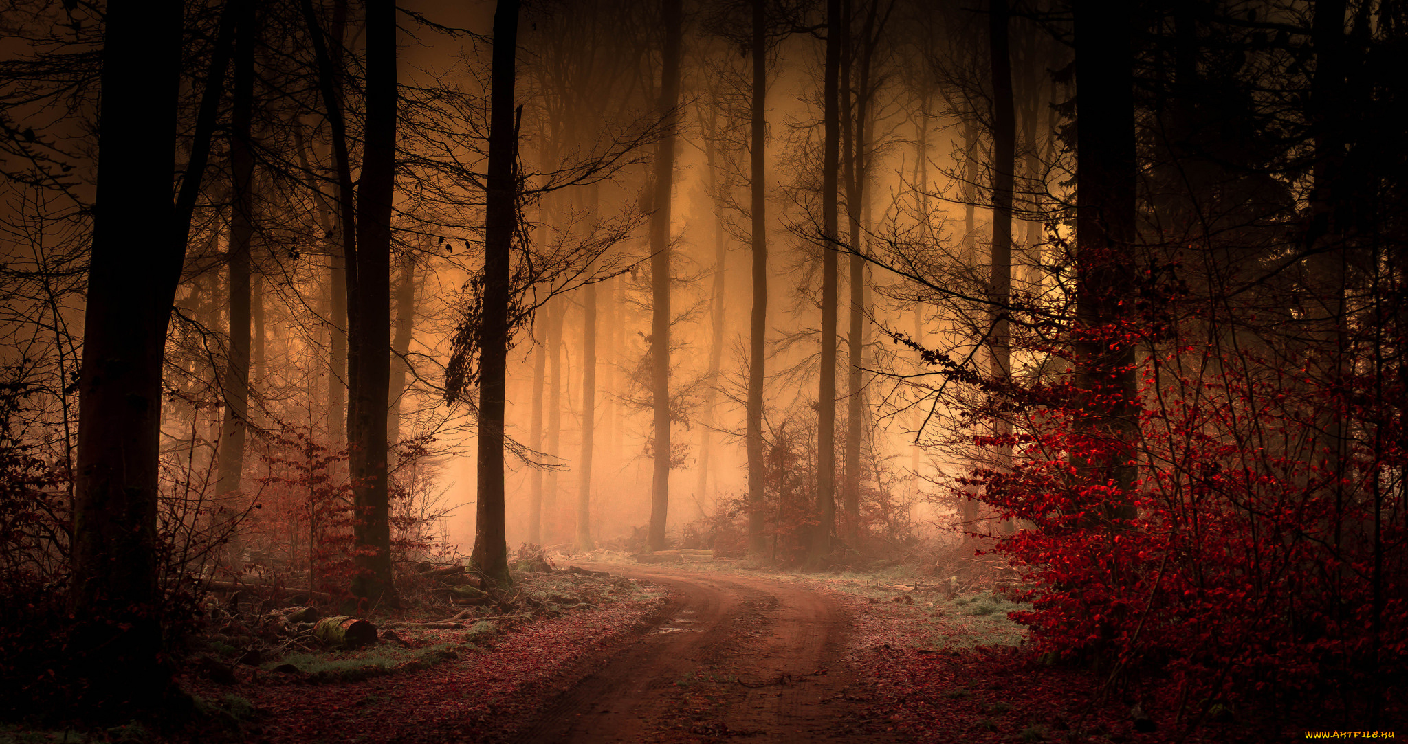 природа, лес, деревья