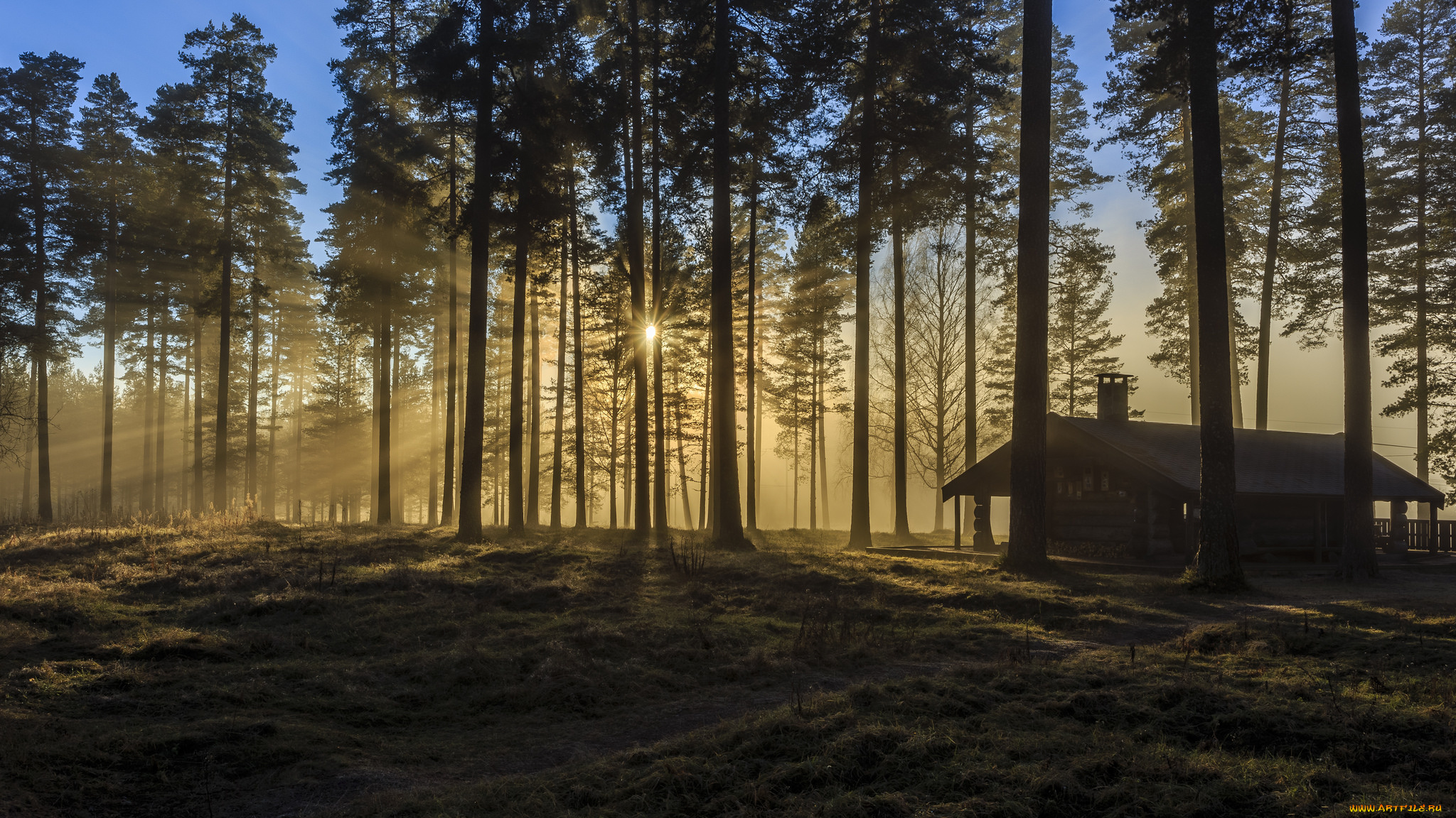 природа, лес, деревья