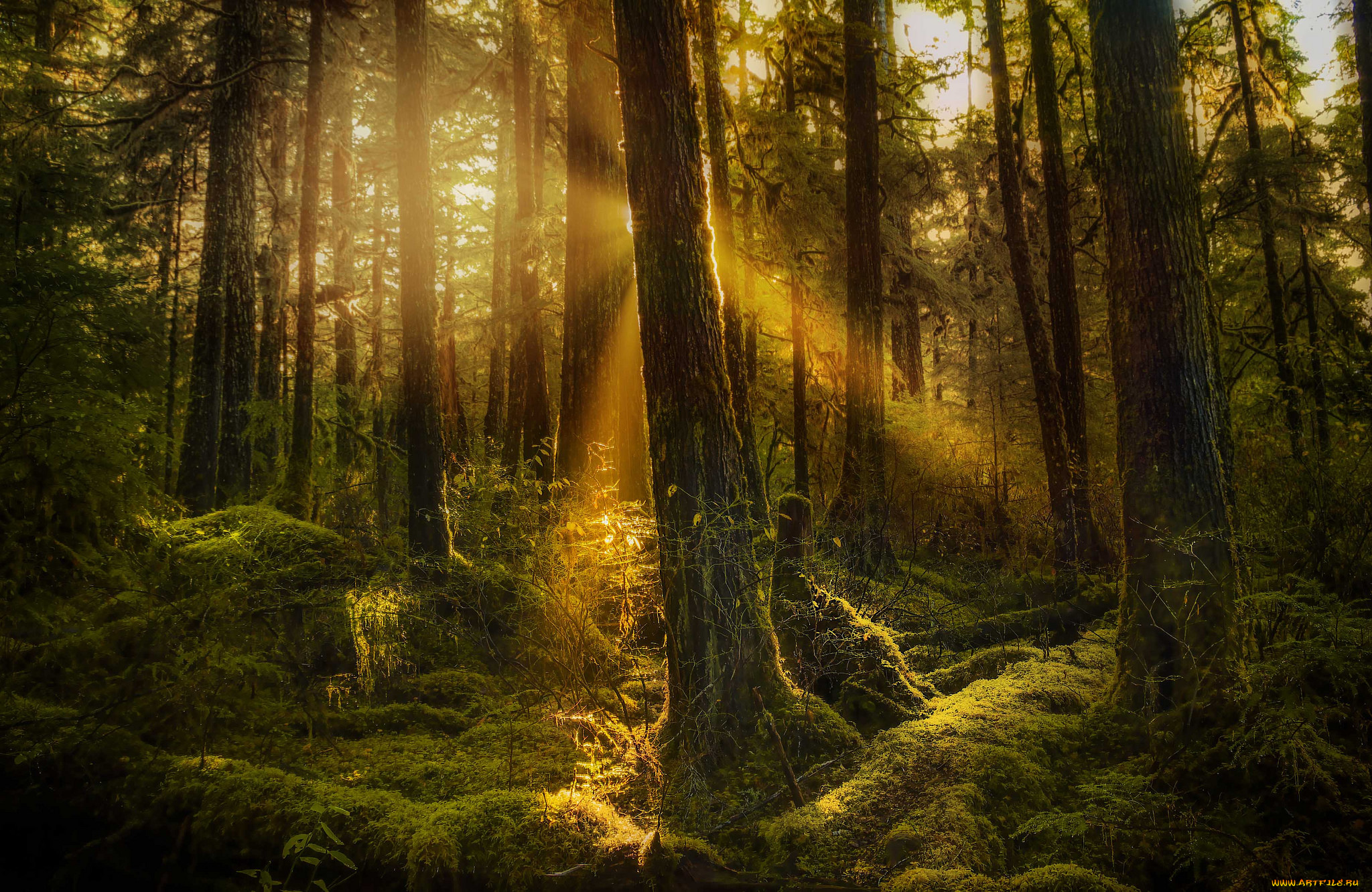 природа, лес, деревья