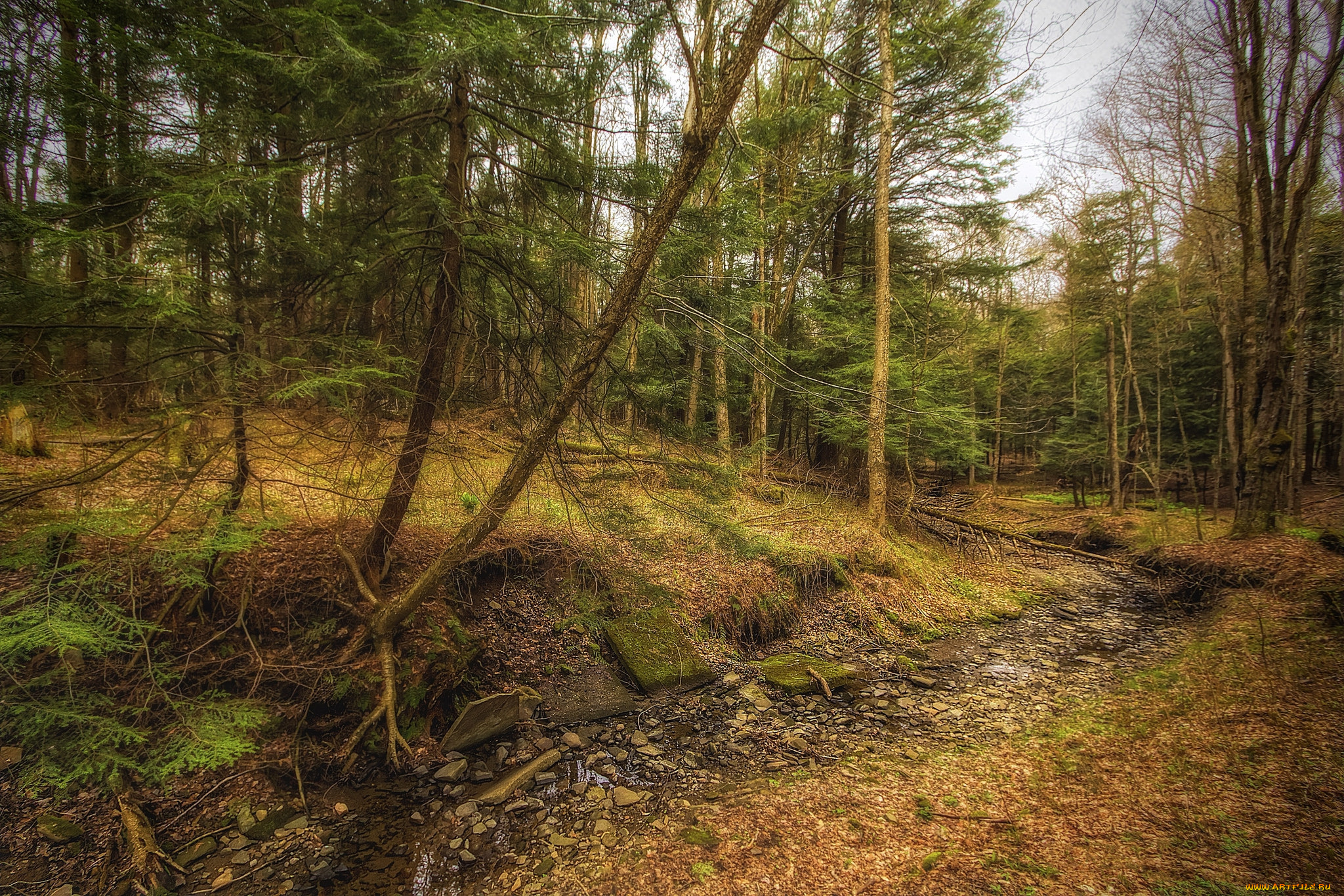 природа, лес, деревья