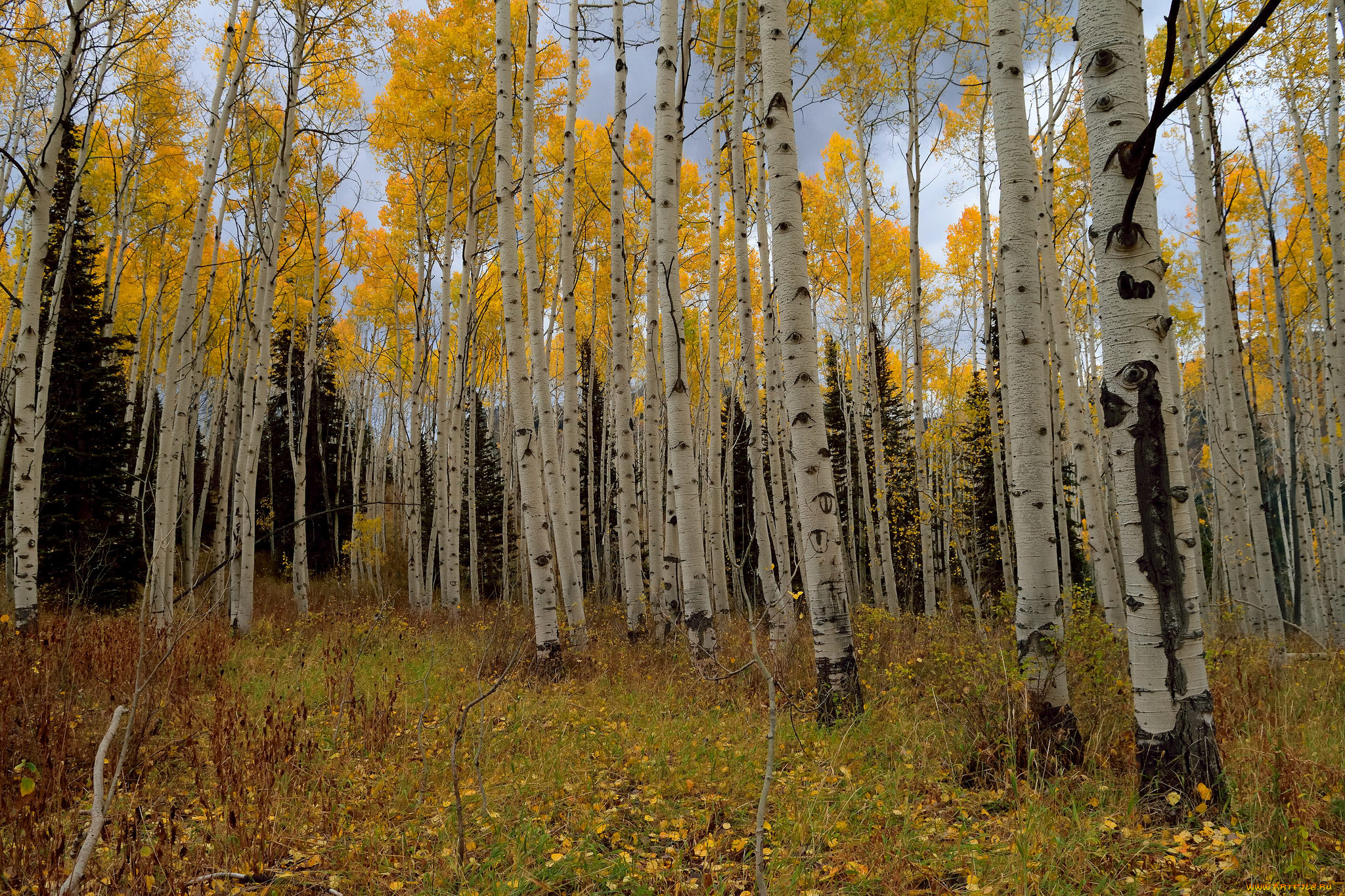 природа, лес, деревья