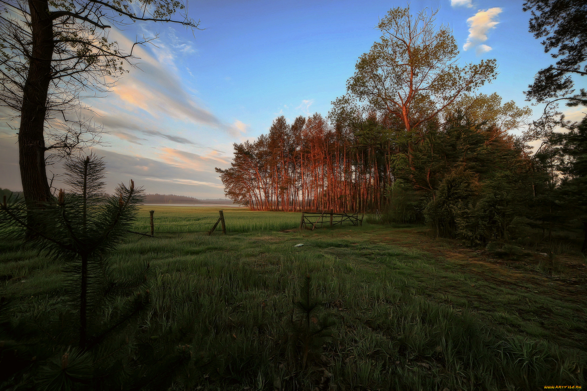 природа, пейзажи, деревья