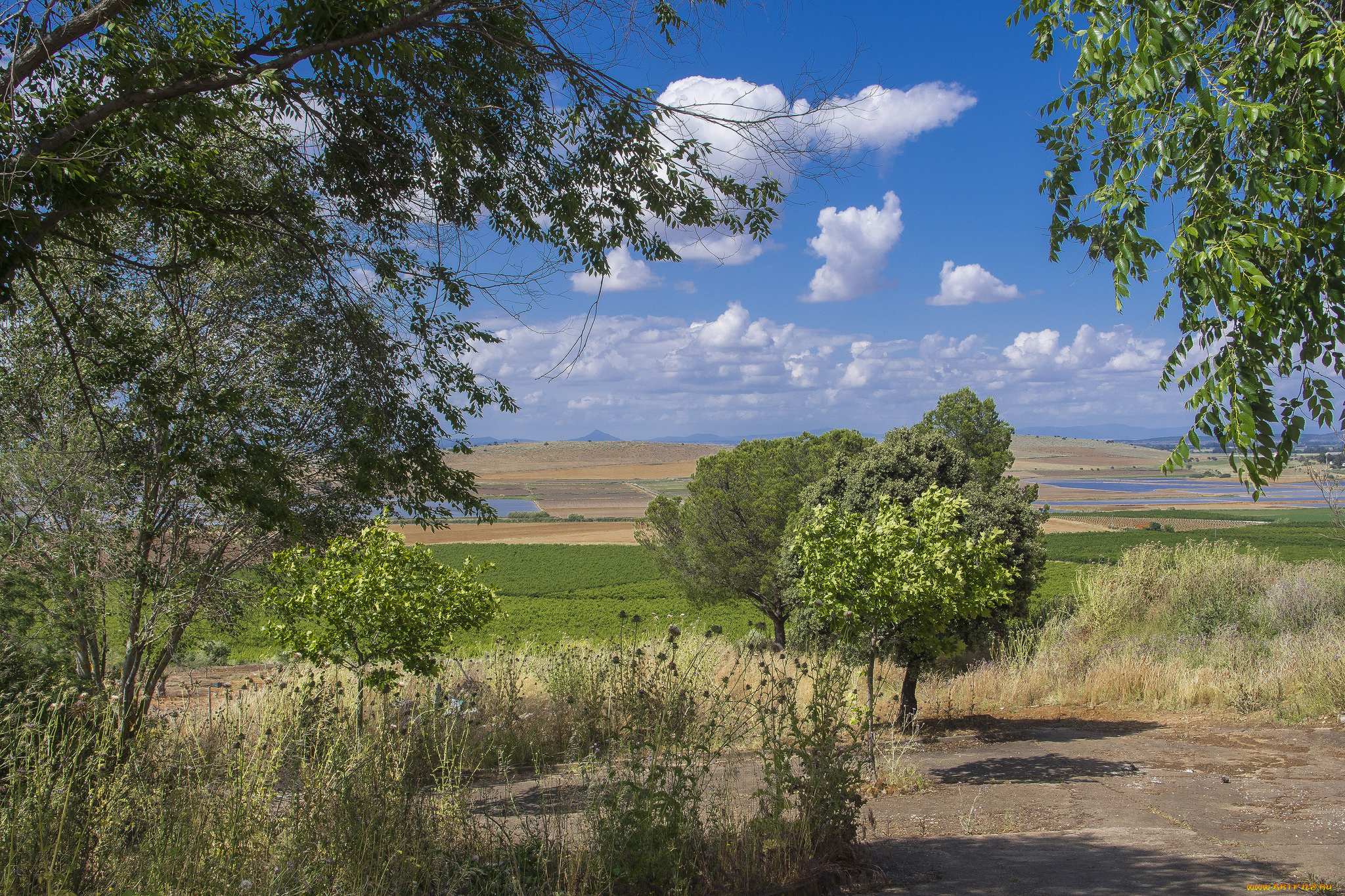 природа, пейзажи, флора