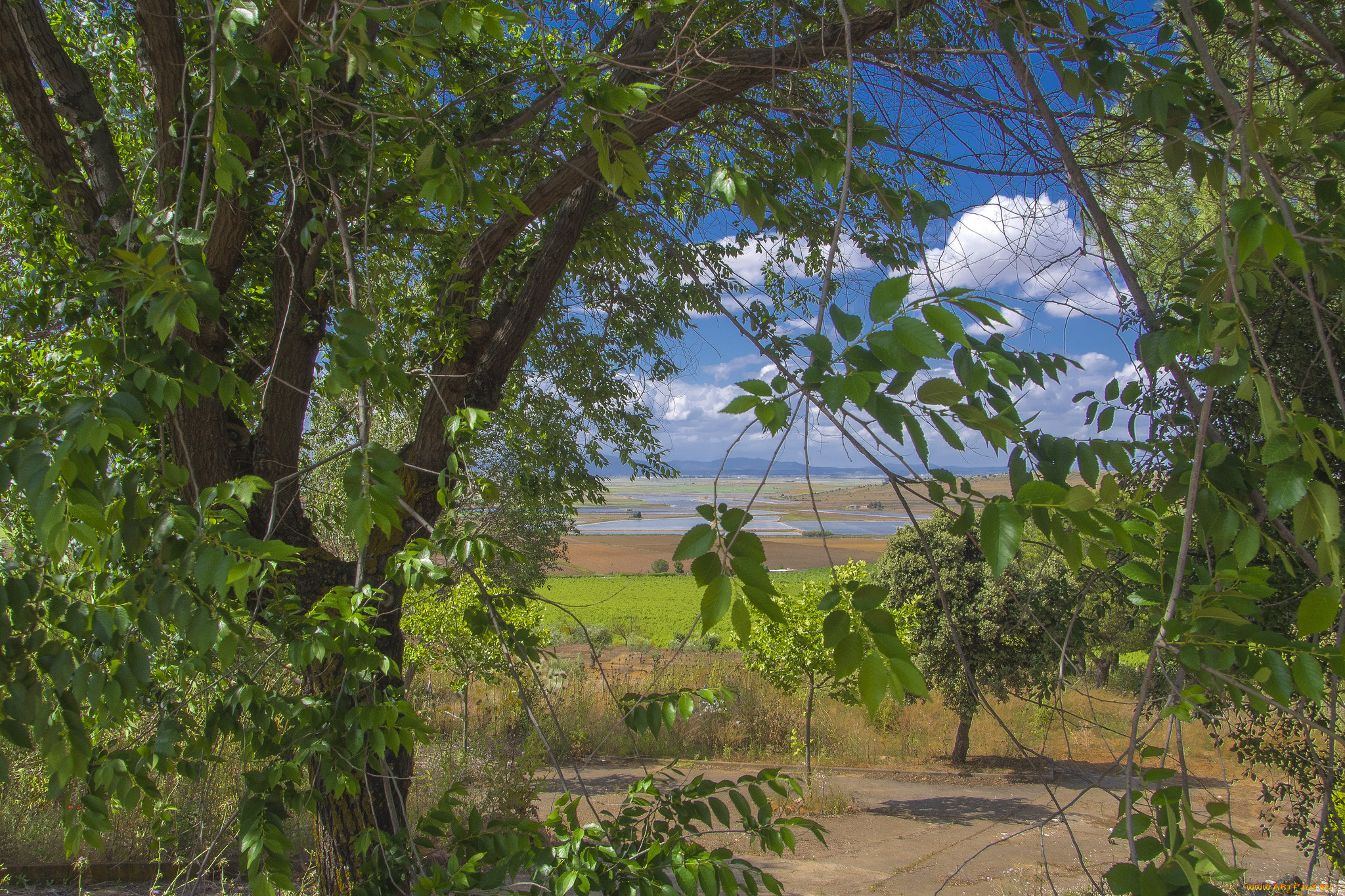 природа, пейзажи, флора