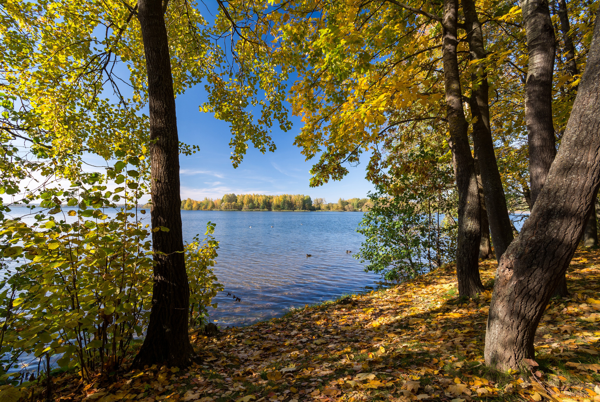 природа, реки, озера, река, лес