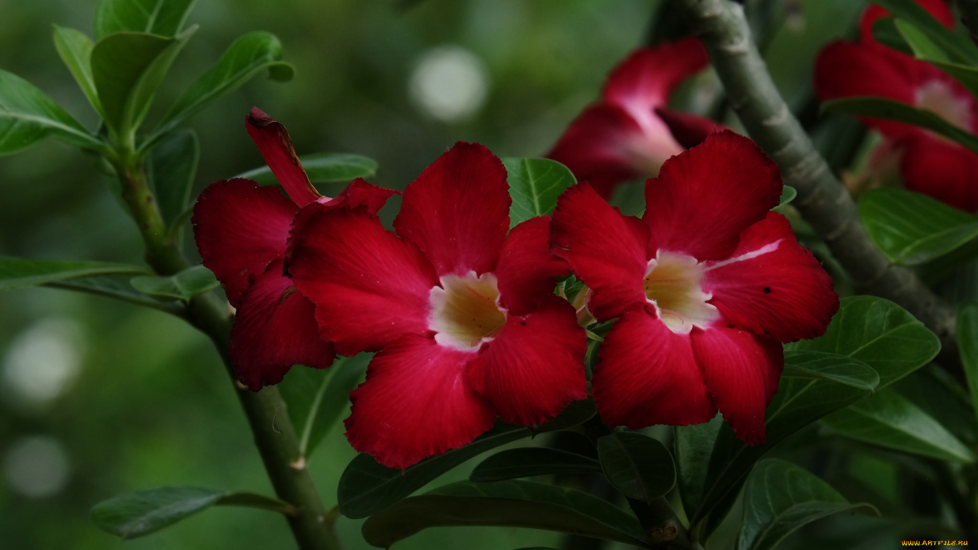 цветы, адениум, , мандевилла, цветение, пустынная, роза