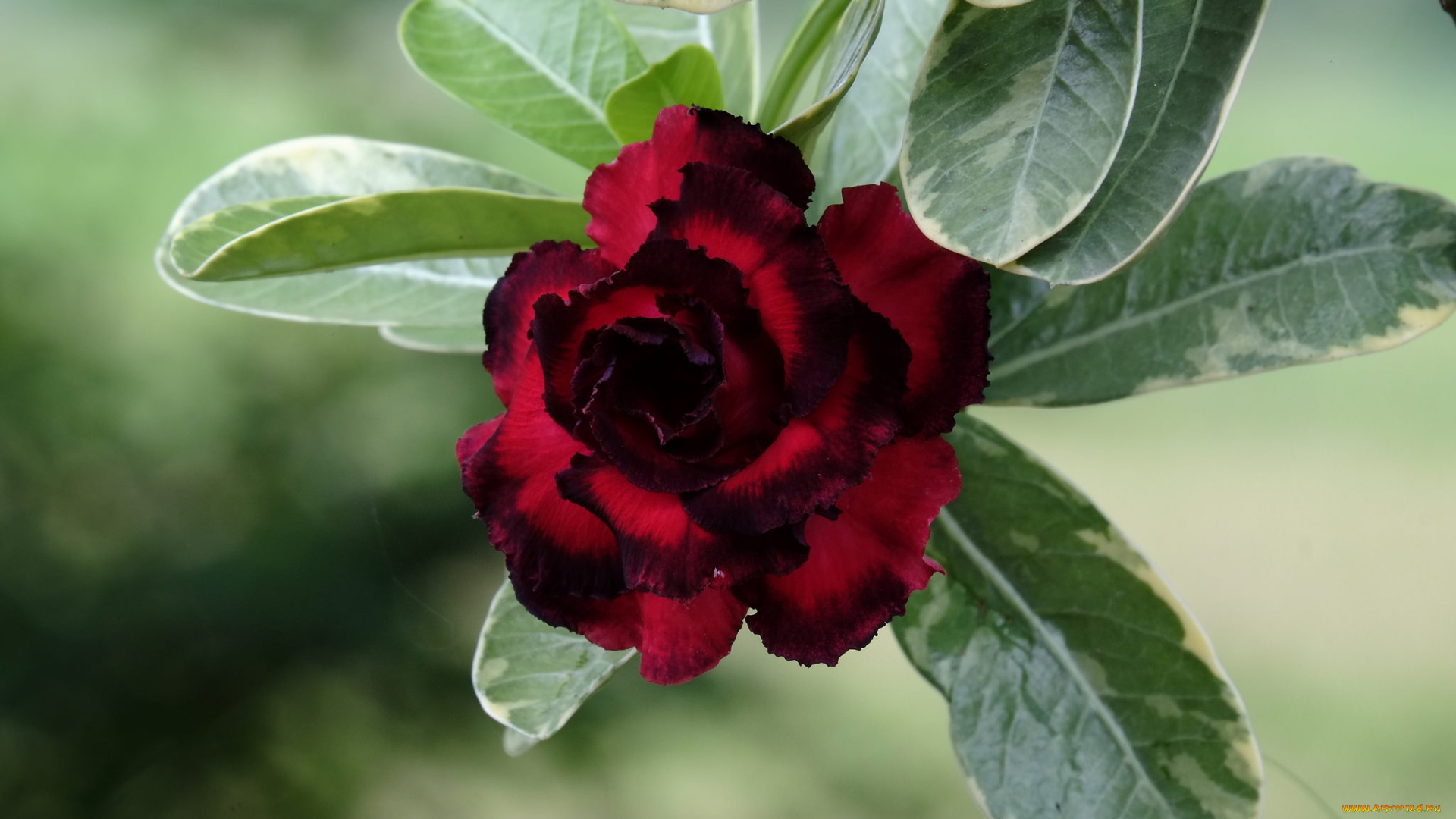 цветы, адениум, , мандевилла, цветение, пустынная, роза