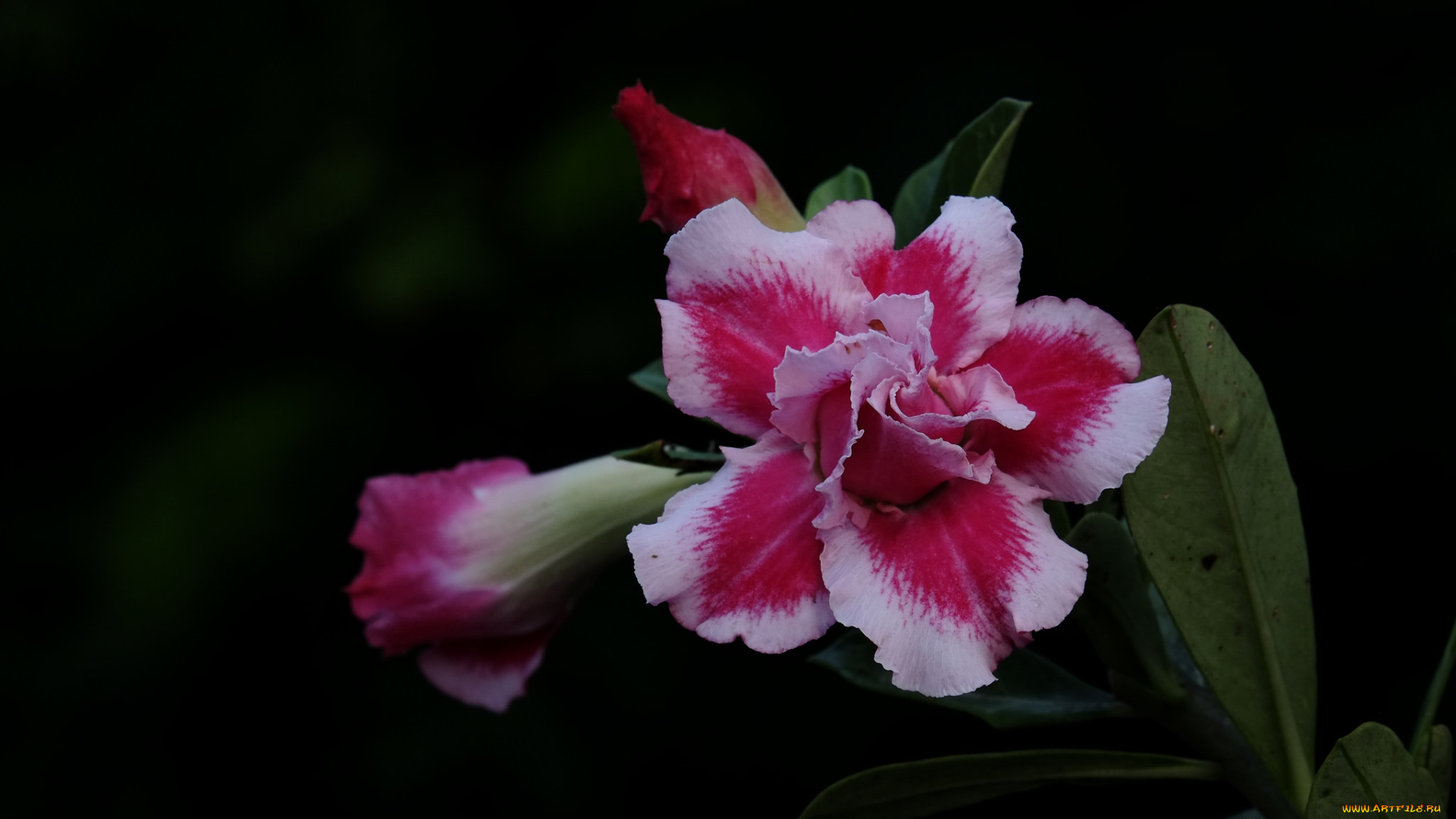 цветы, адениум, , мандевилла, цветение, пустынная, роза