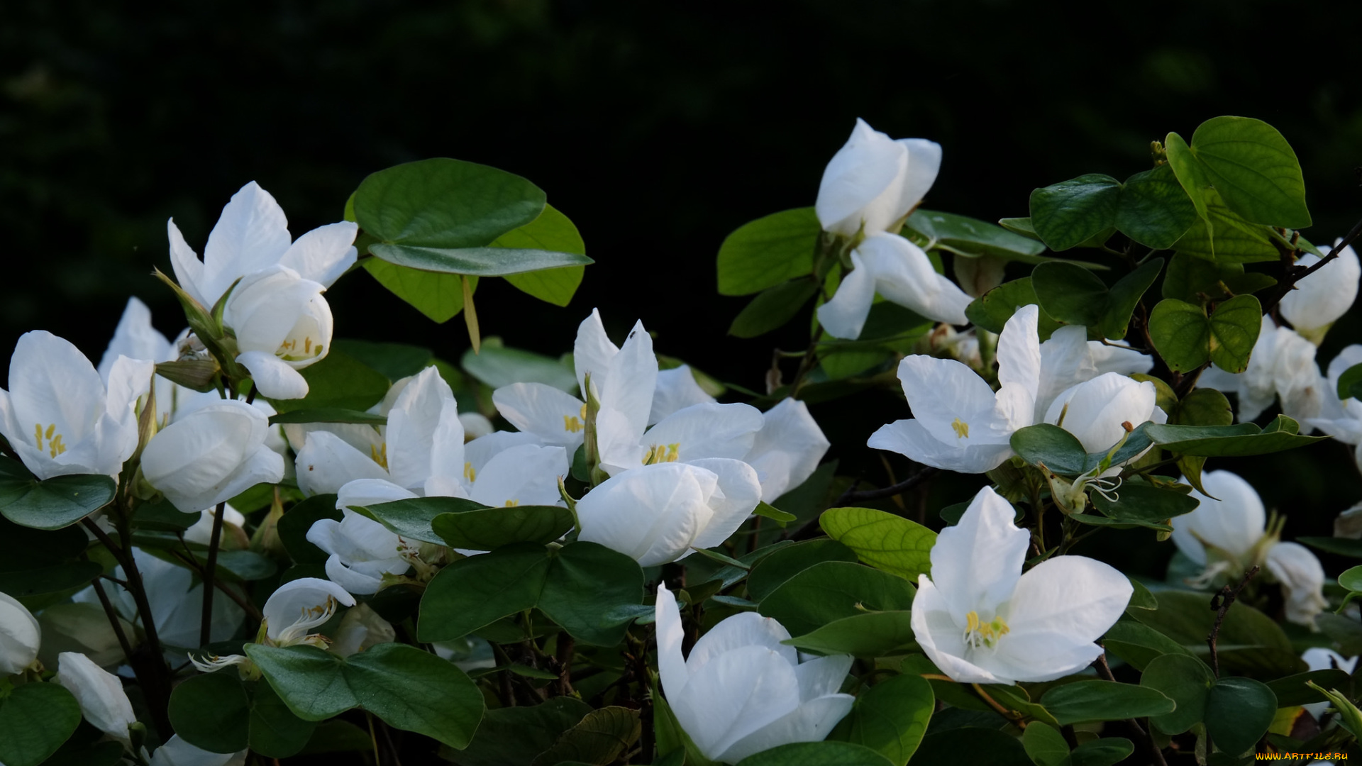 цветы, белые, цветение