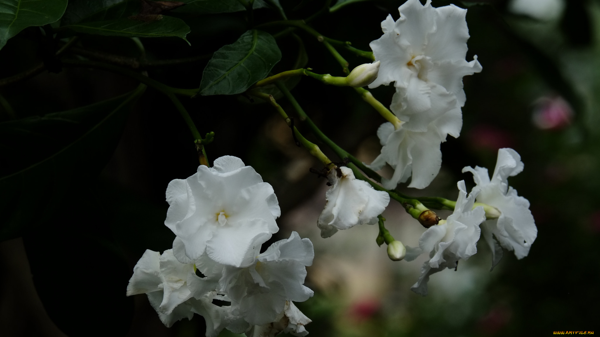 цветы, цветение, белые