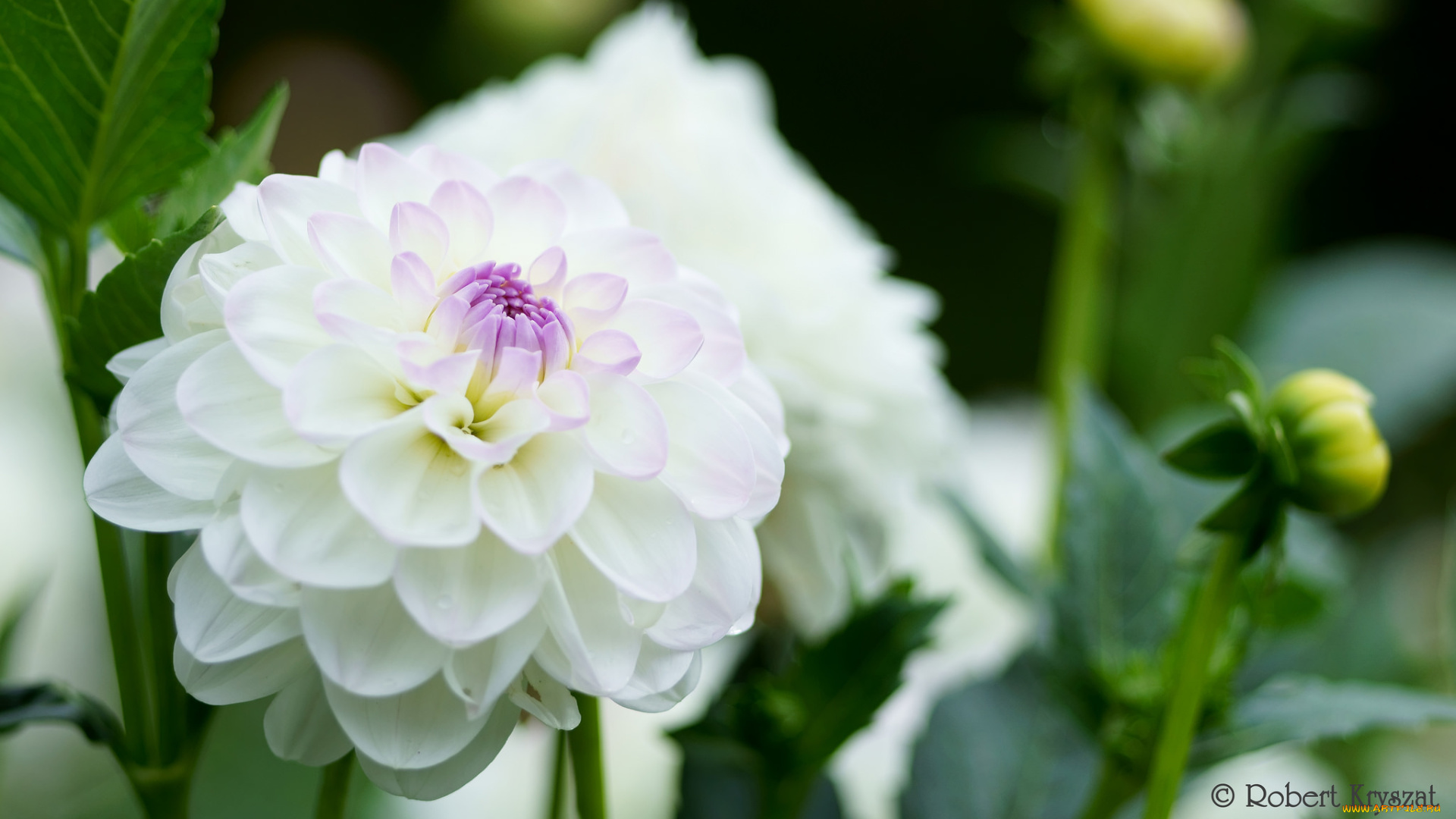 цветы, георгины, бутоны, лепестки, цветение, георгин