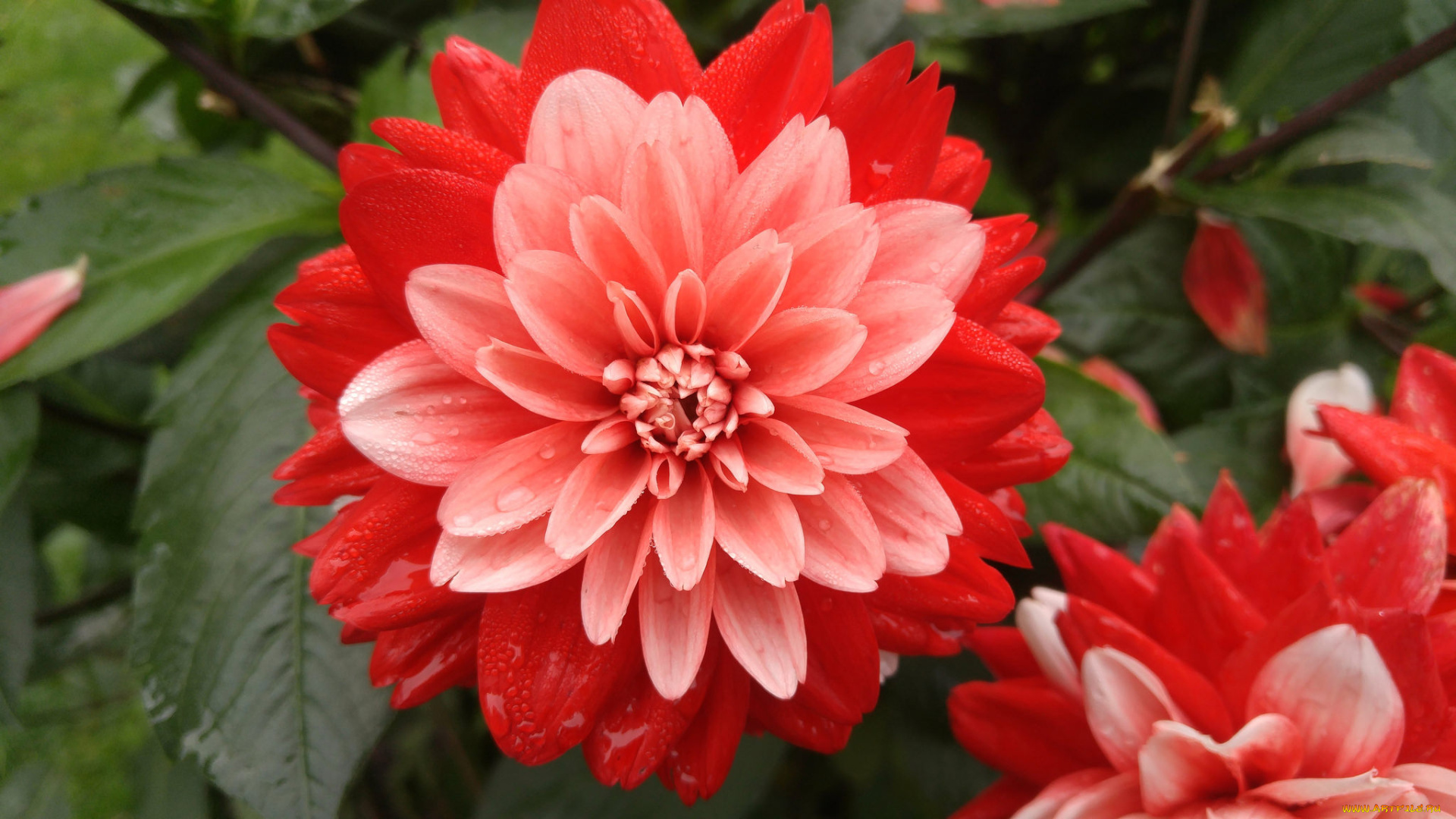 цветы, георгины, георгин, цветение, лепестки, бутон