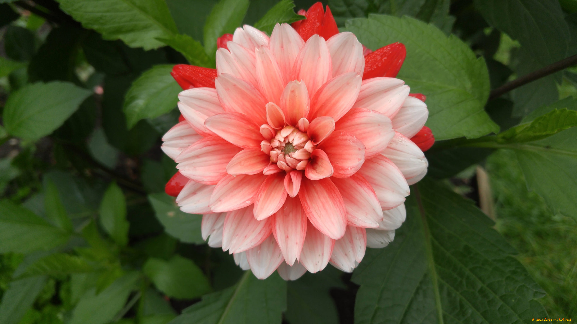 цветы, георгины, георгин, цветение, лепестки, бутон