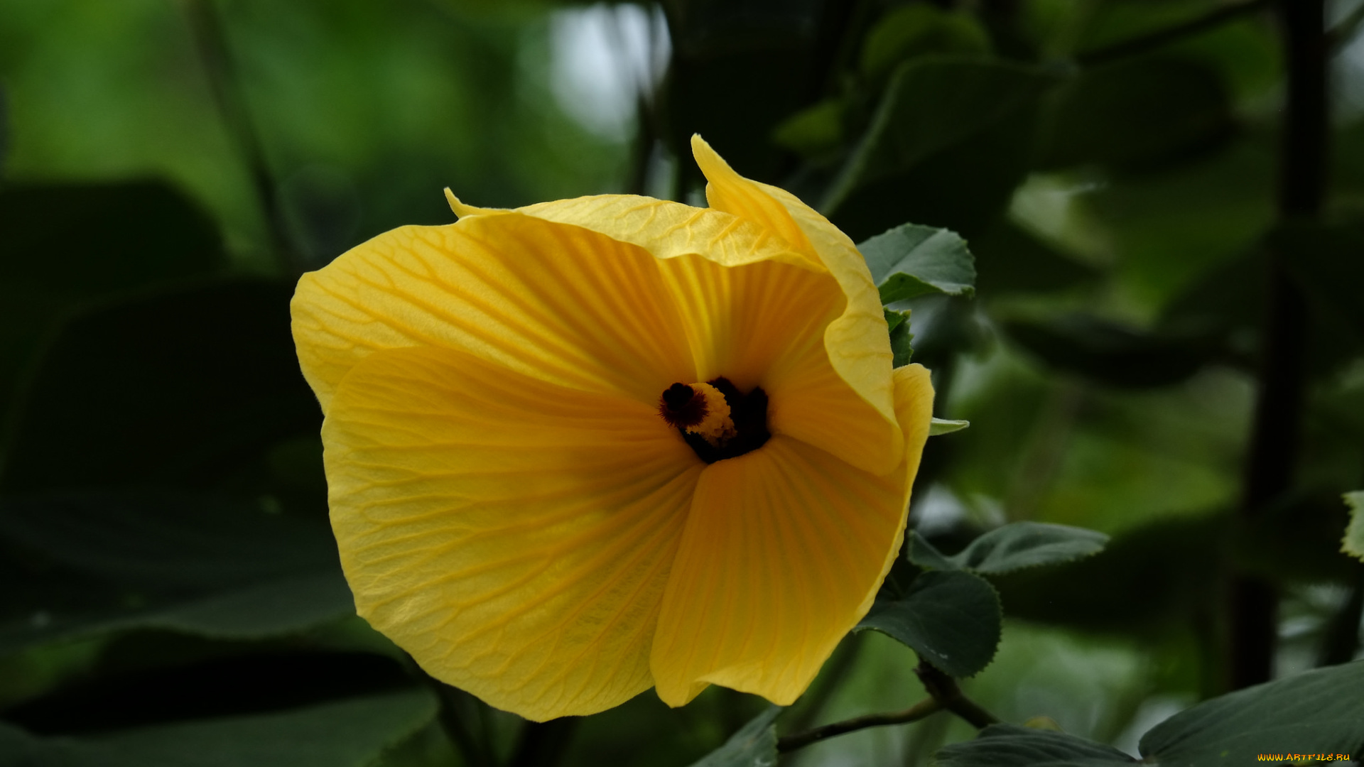 цветы, гибискусы, гибискус, листики, лепестки, ярко, цветение, тычинки