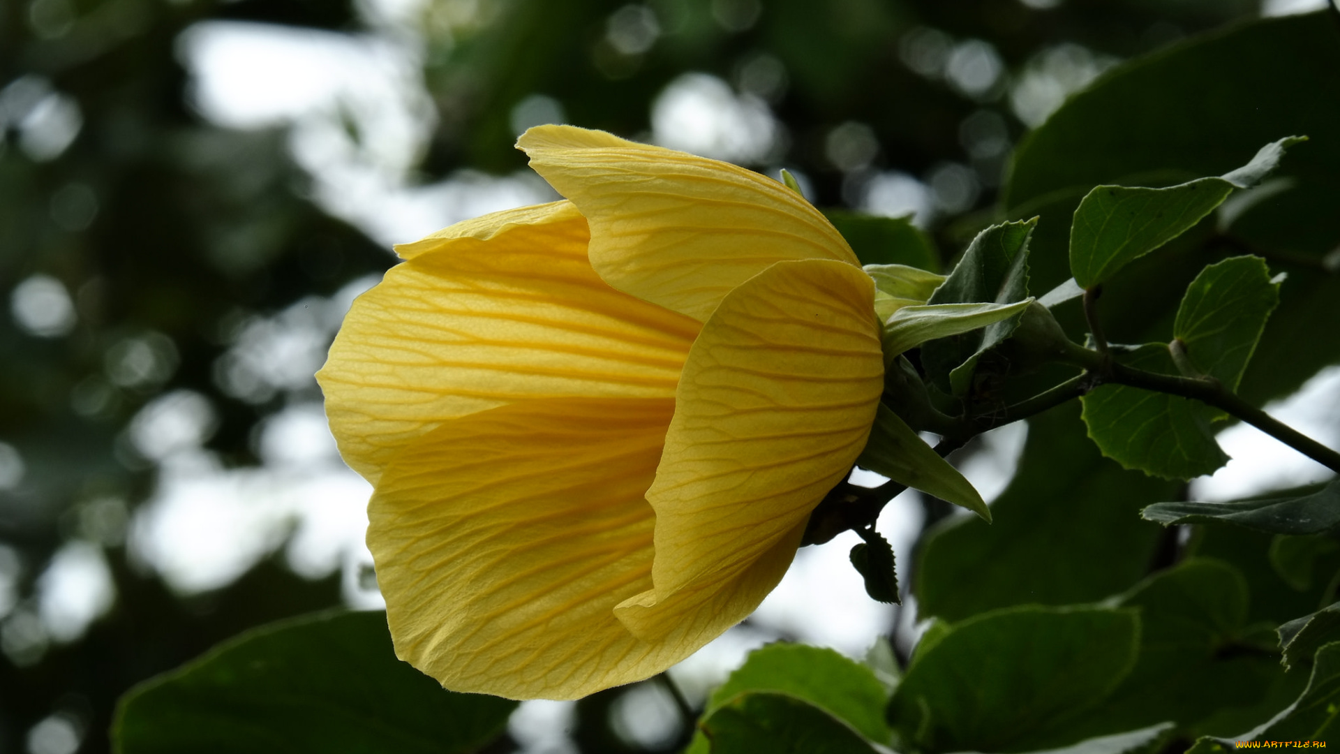 цветы, гибискусы, гибискус, тычинки, цветение, ярко, лепестки, листики