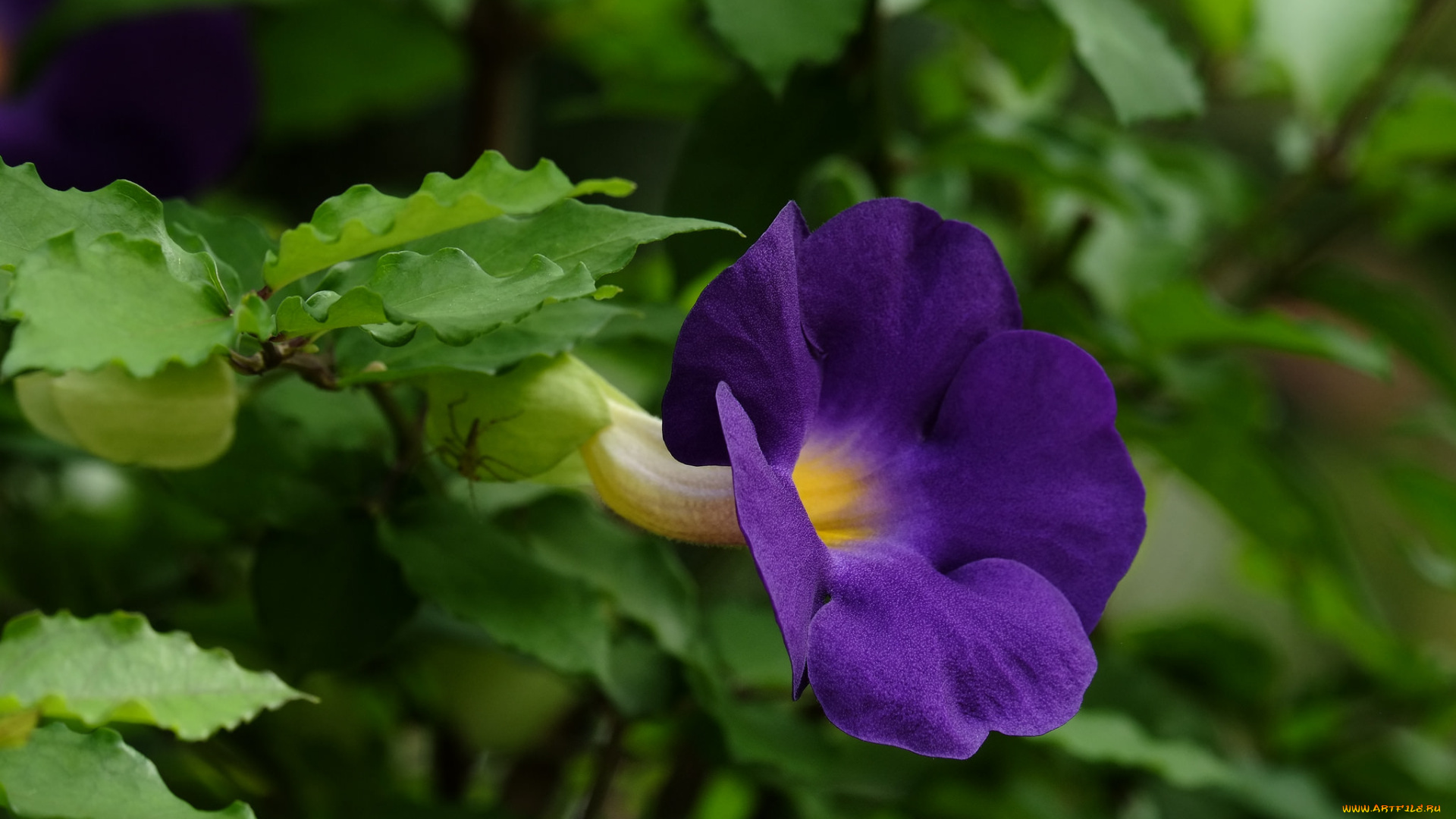 цветы, петунии, , калибрахоа, плюмерия, цветение, листья