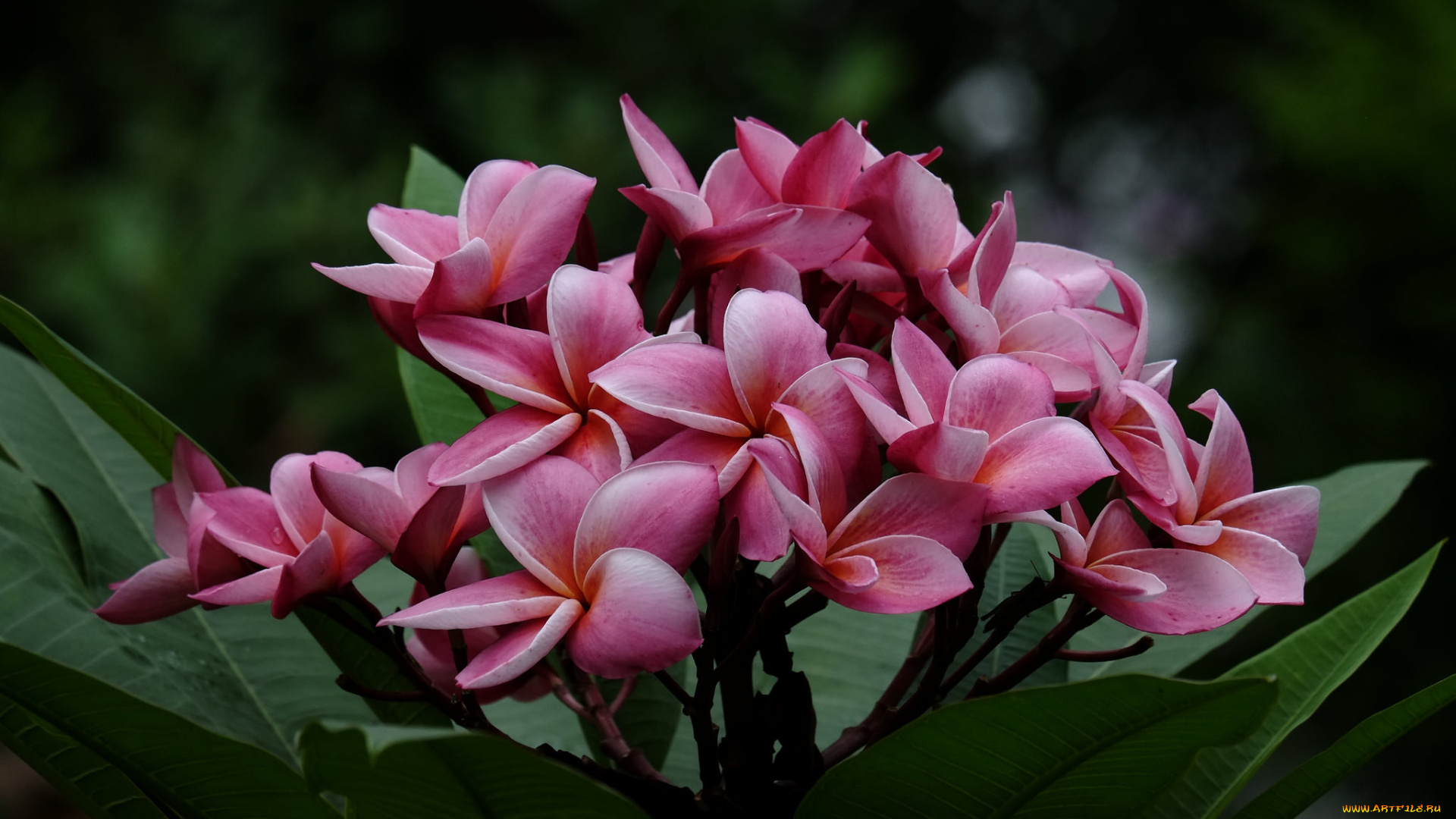 цветы, плюмерия, flowering, branch, leaves, листья, лепестки, цветение, plumeria, petals, ветка