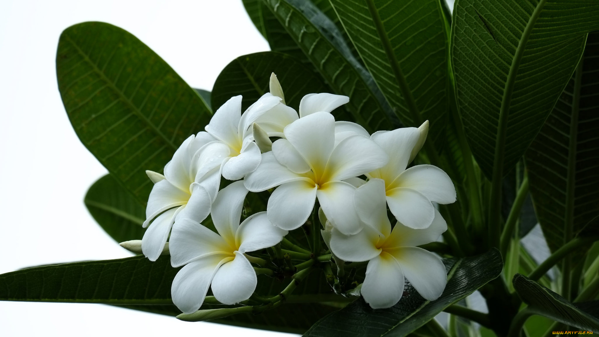 цветы, плюмерия, ветка, flowering, leaves, листья, лепестки, plumeria, petals, цветение, branch