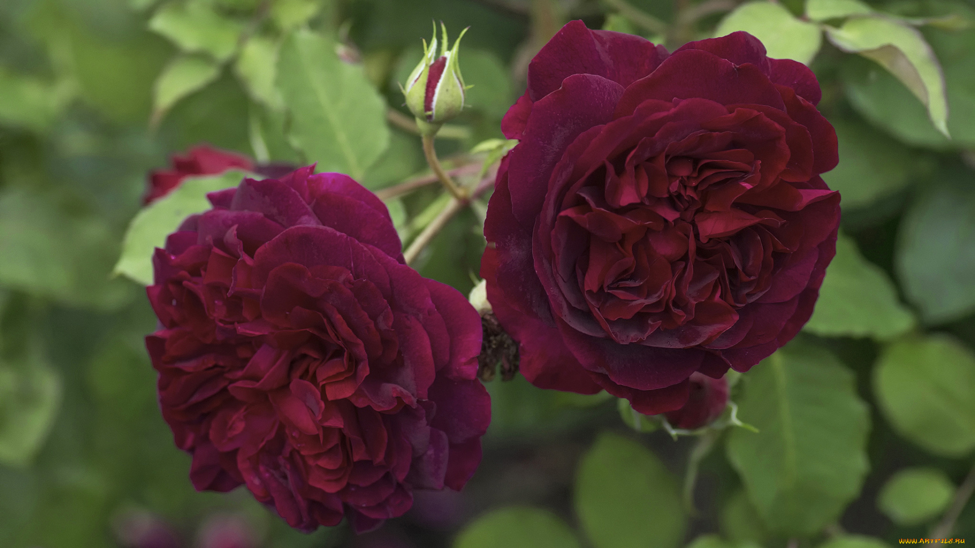 цветы, розы, роза, бутон, алая, лепестки, цветение