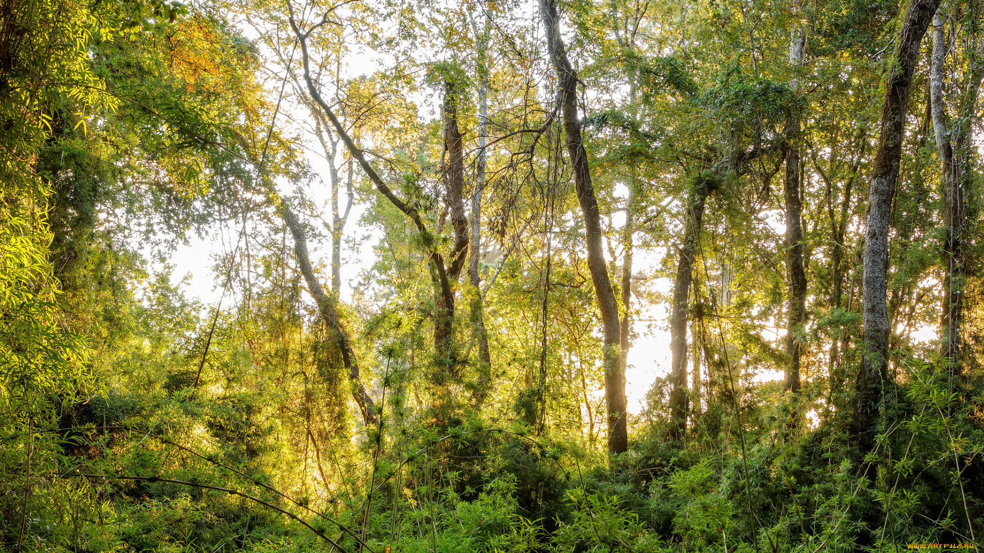 природа, лес, простор