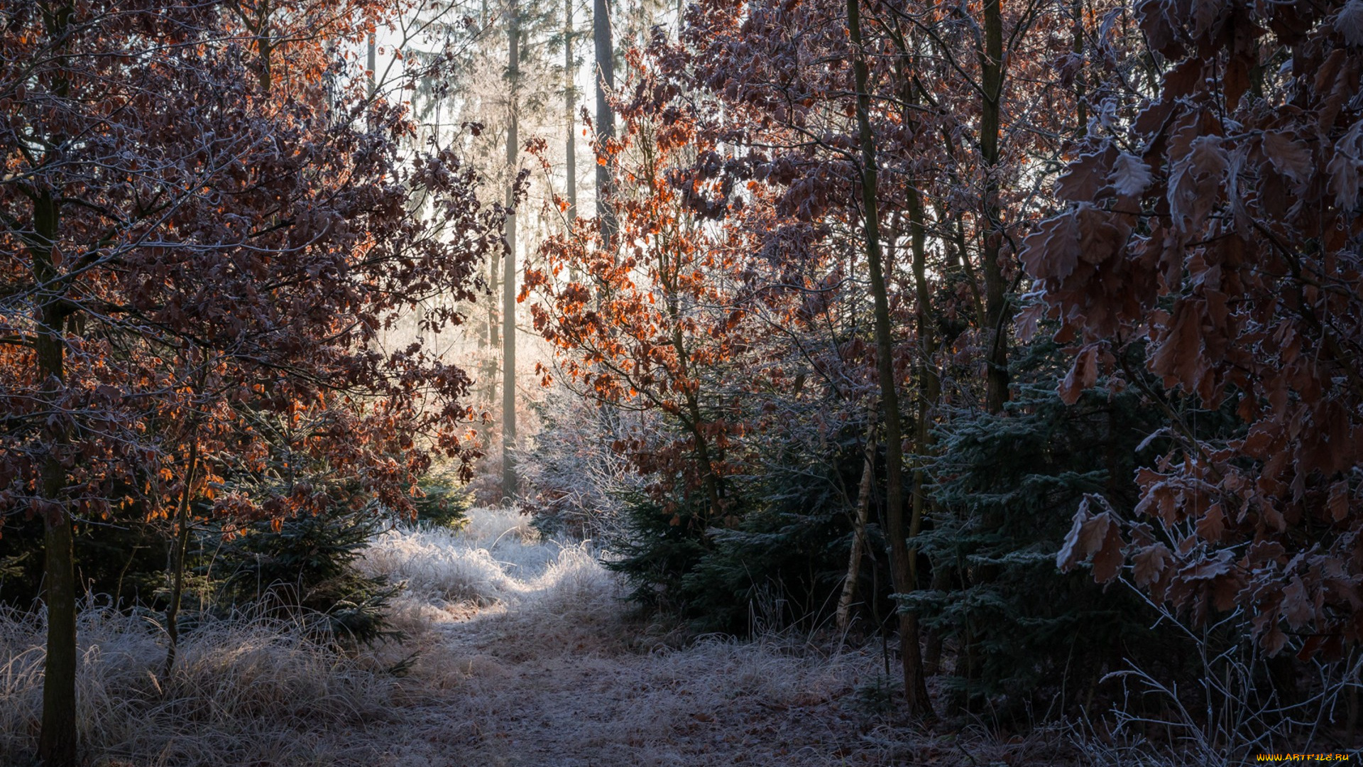 природа, лес, простор