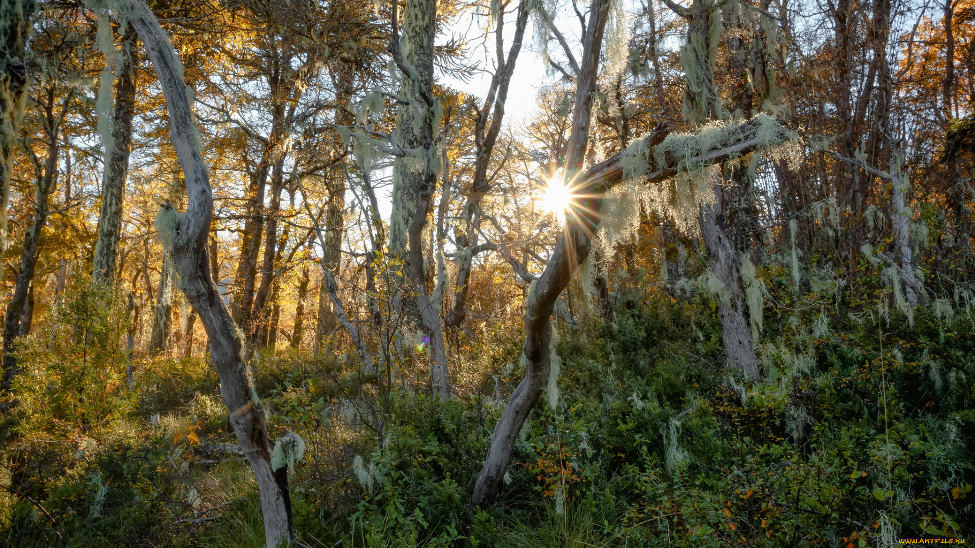 природа, лес, простор