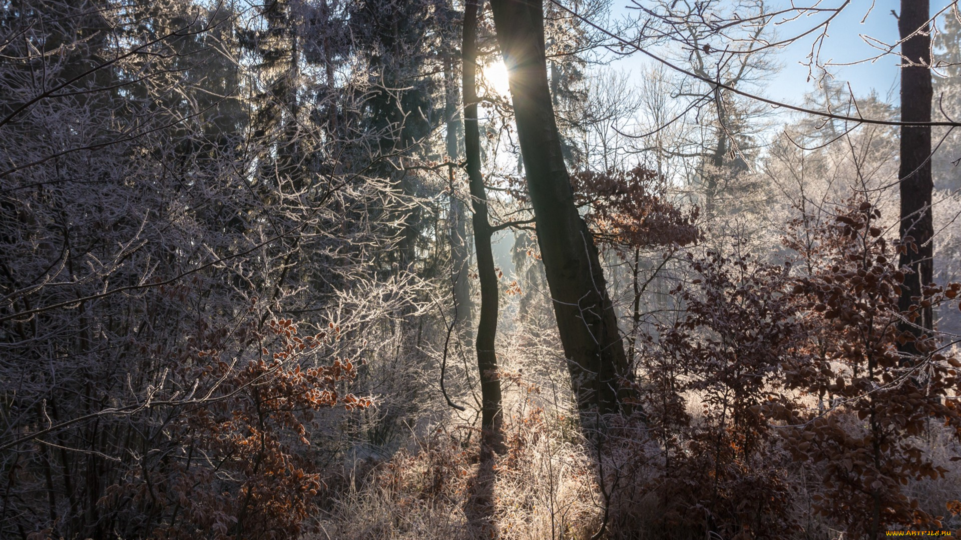 природа, лес, простор