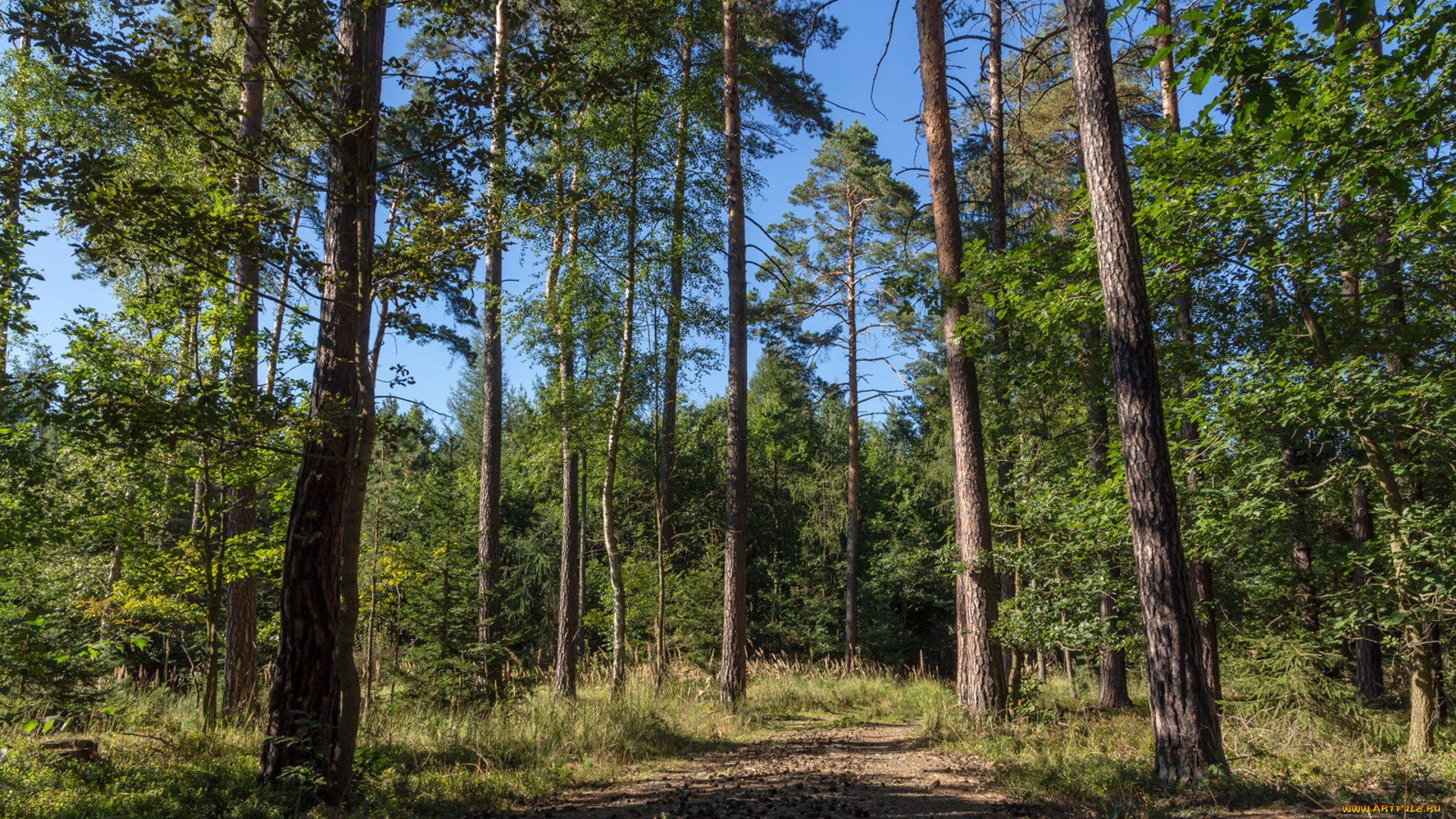 природа, лес, простор