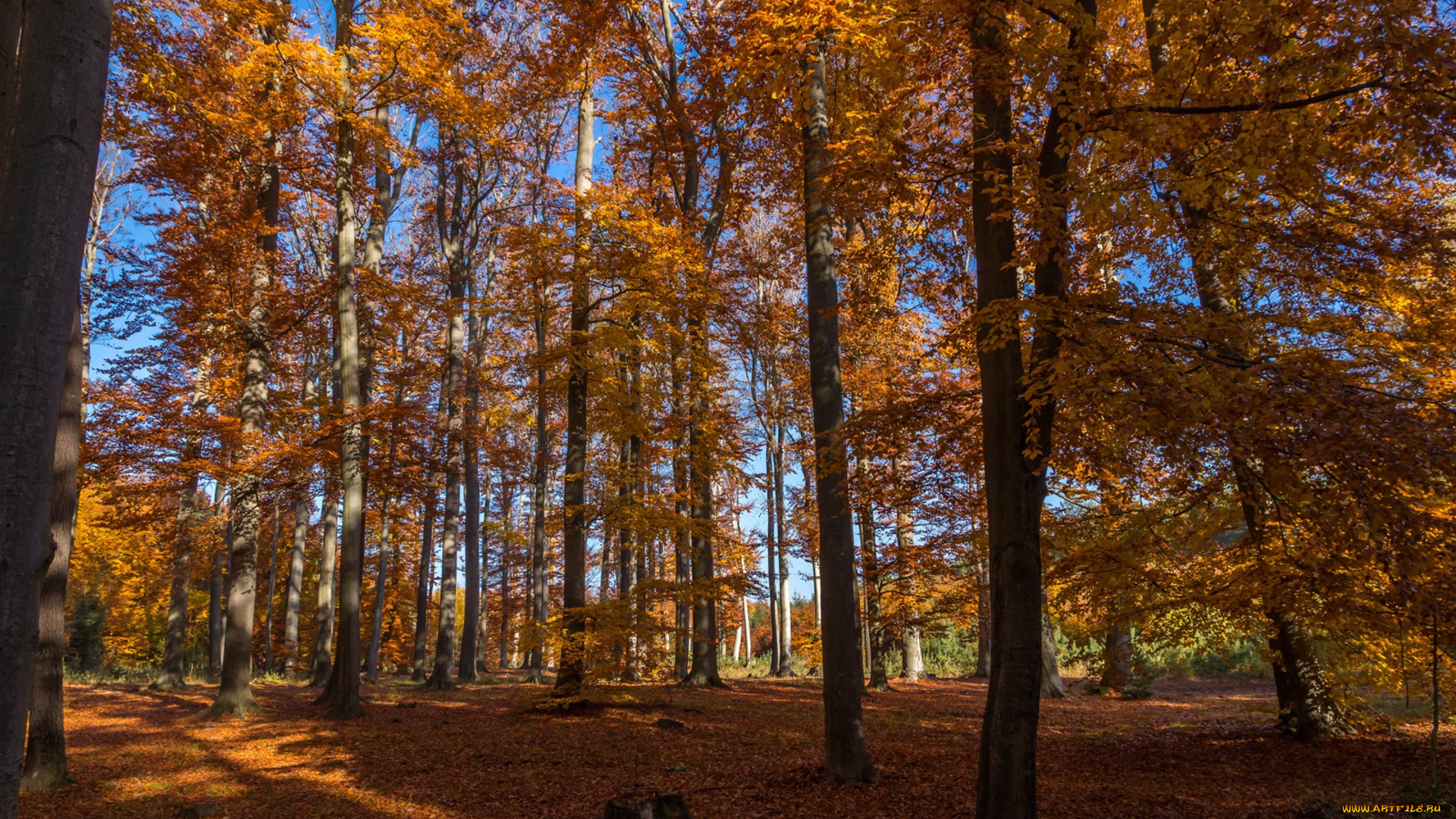 природа, лес, простор