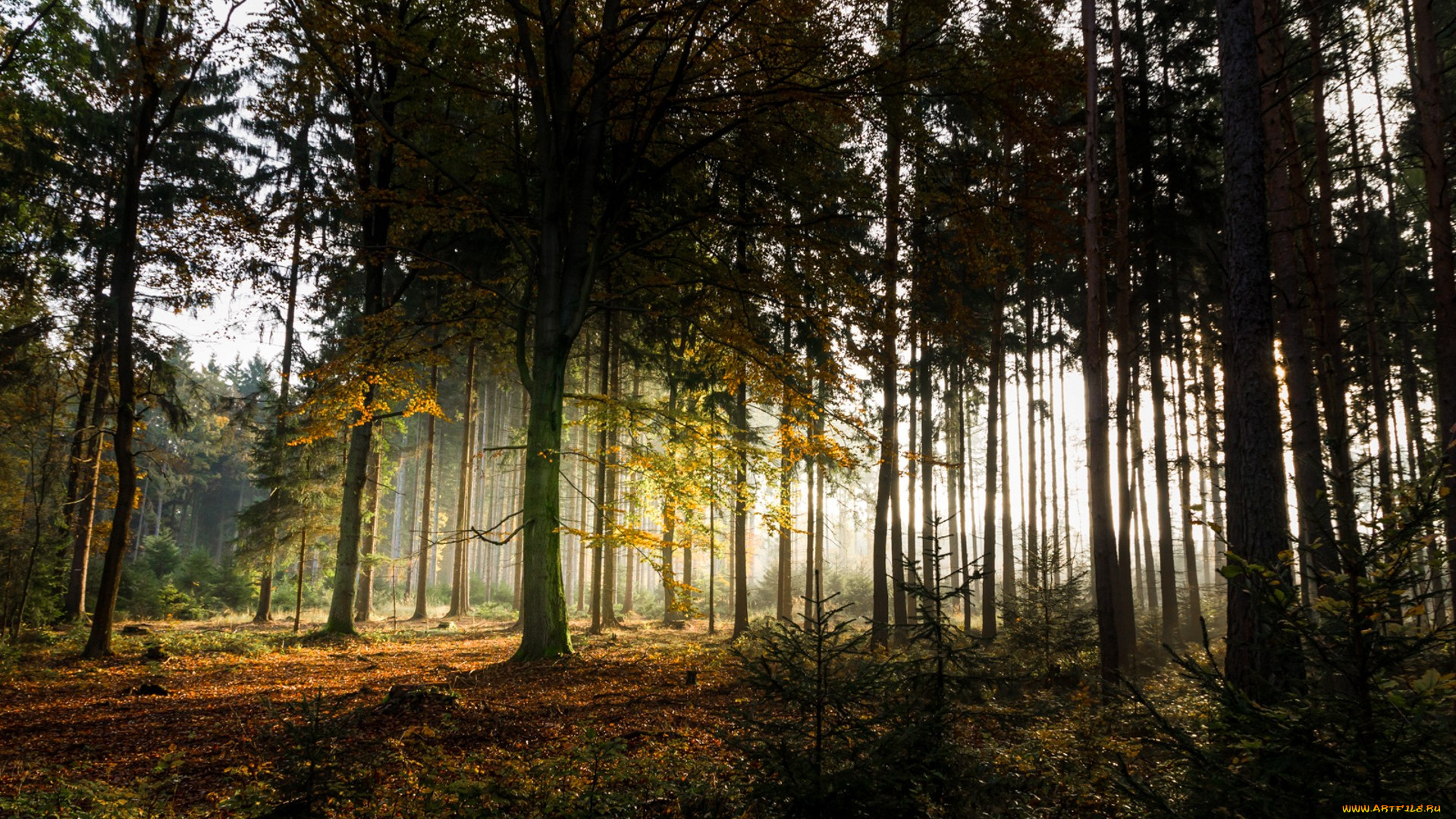 природа, лес, простор